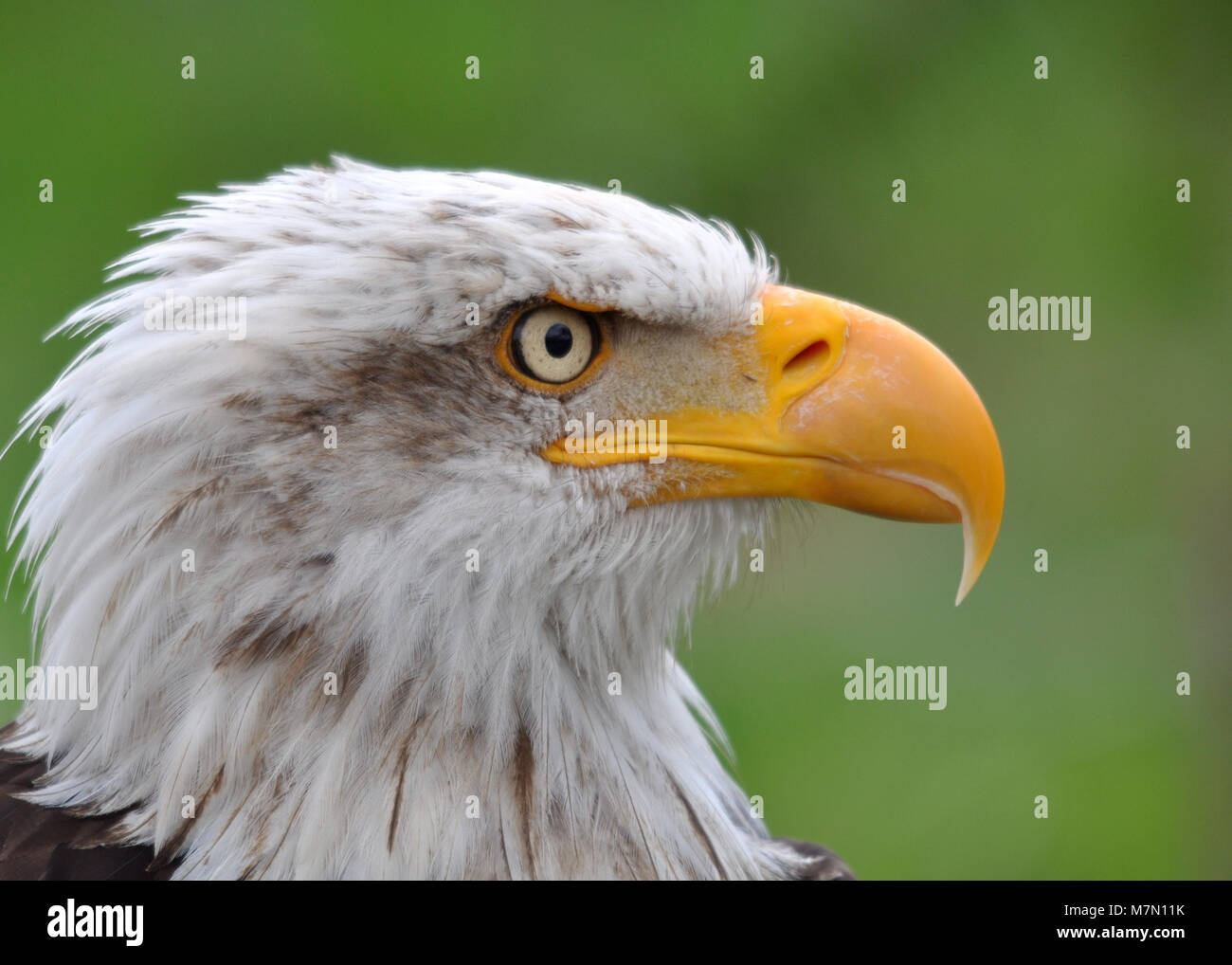 Bald Eagle (Haliaeetus leucocephalus) close up and detailed head shot side on. Stock Photo