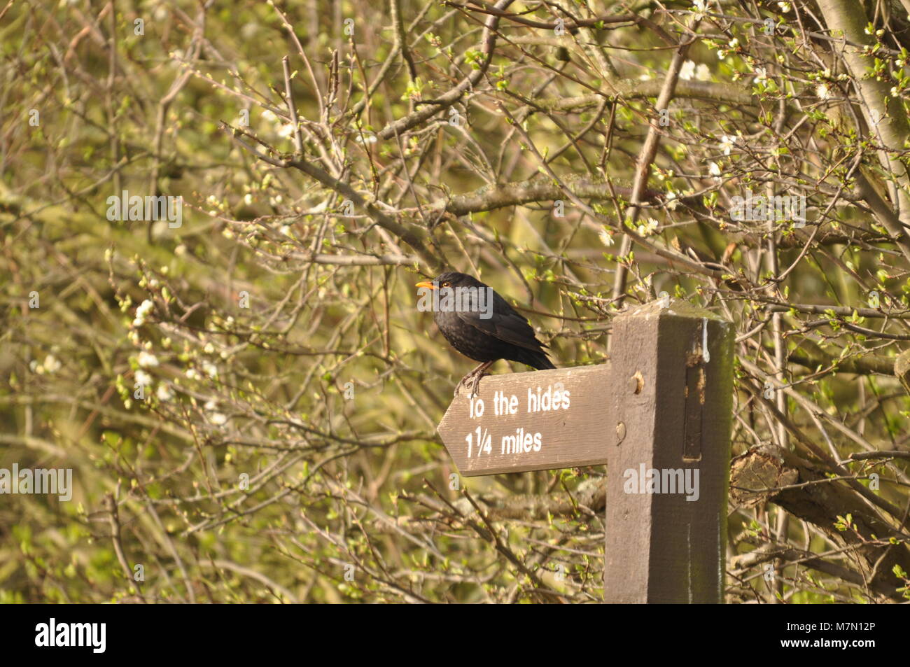 Common Blackbird (Turdus merula) conveniently perched on a to the hides sign. Elmley Nature Reserve, Kent. Stock Photo
