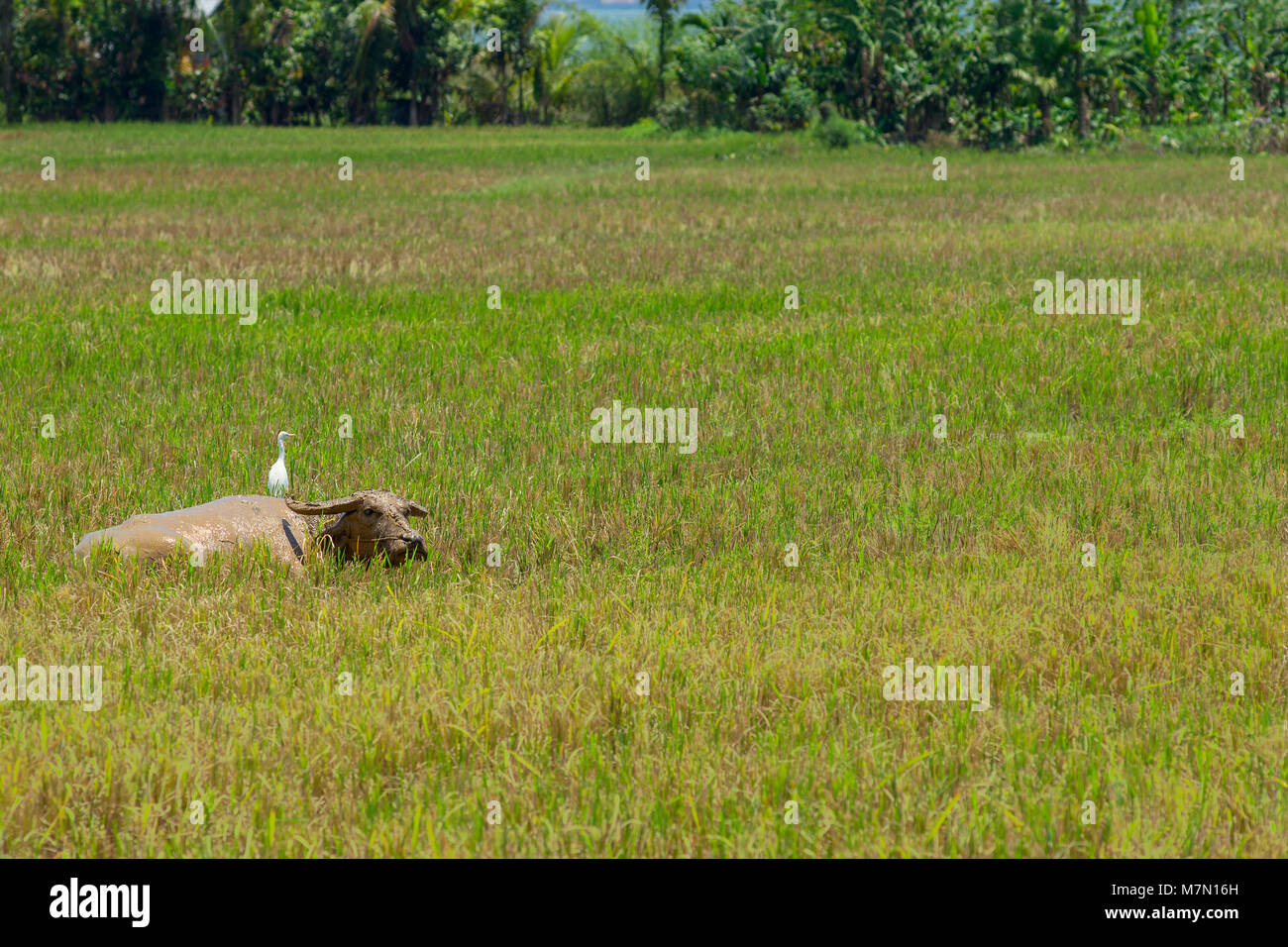 A Muddy water buffalo laid down in a harvested rice field with his companion a snowy egret bird resting on his back. Stock Photo