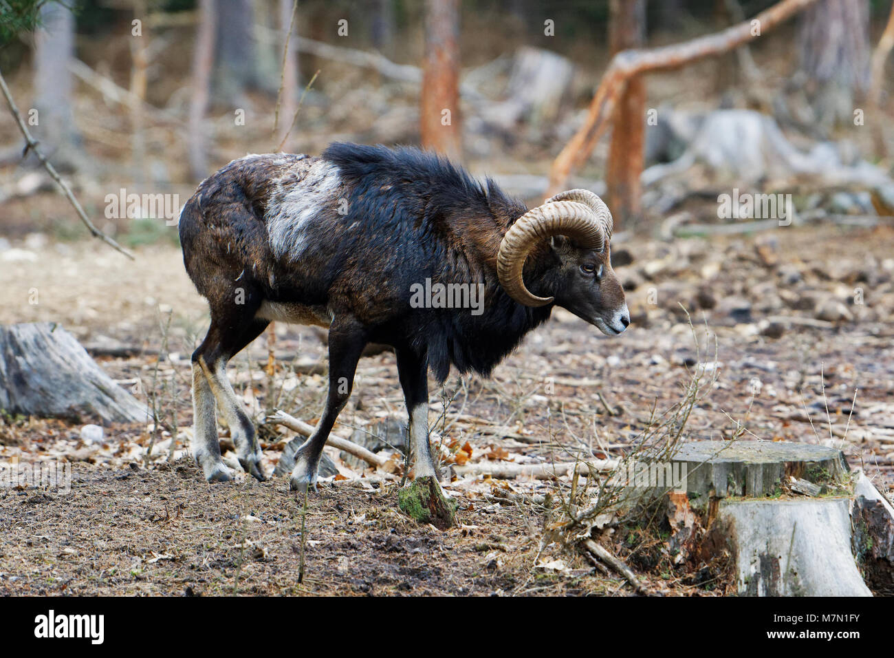 The mouflon (Ovis orientalis orientalis group) is a subspecies group of the wild sheep Stock Photo