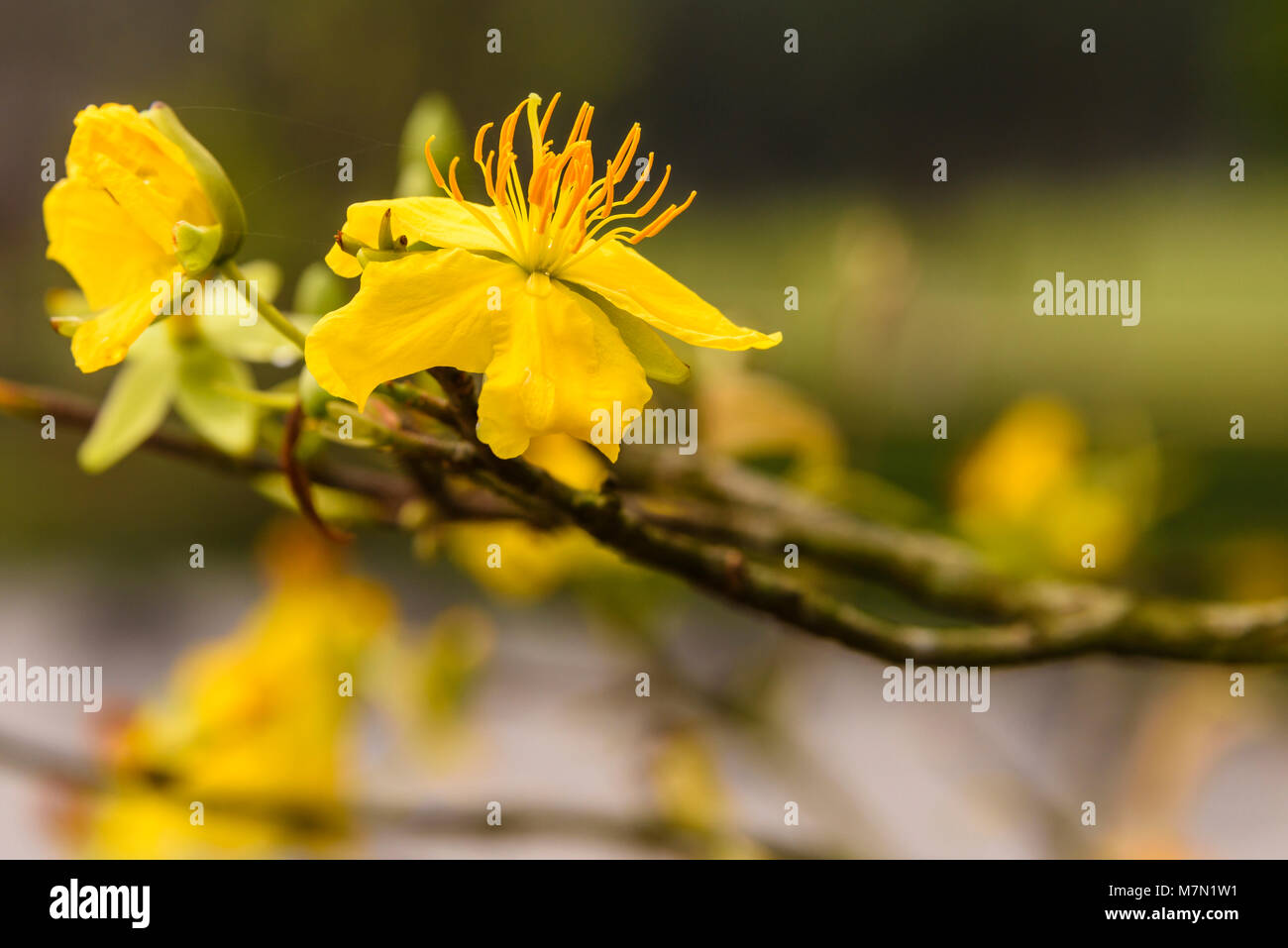 Orange blossom flowers on a tree in Vietnam, grown to bring good luck