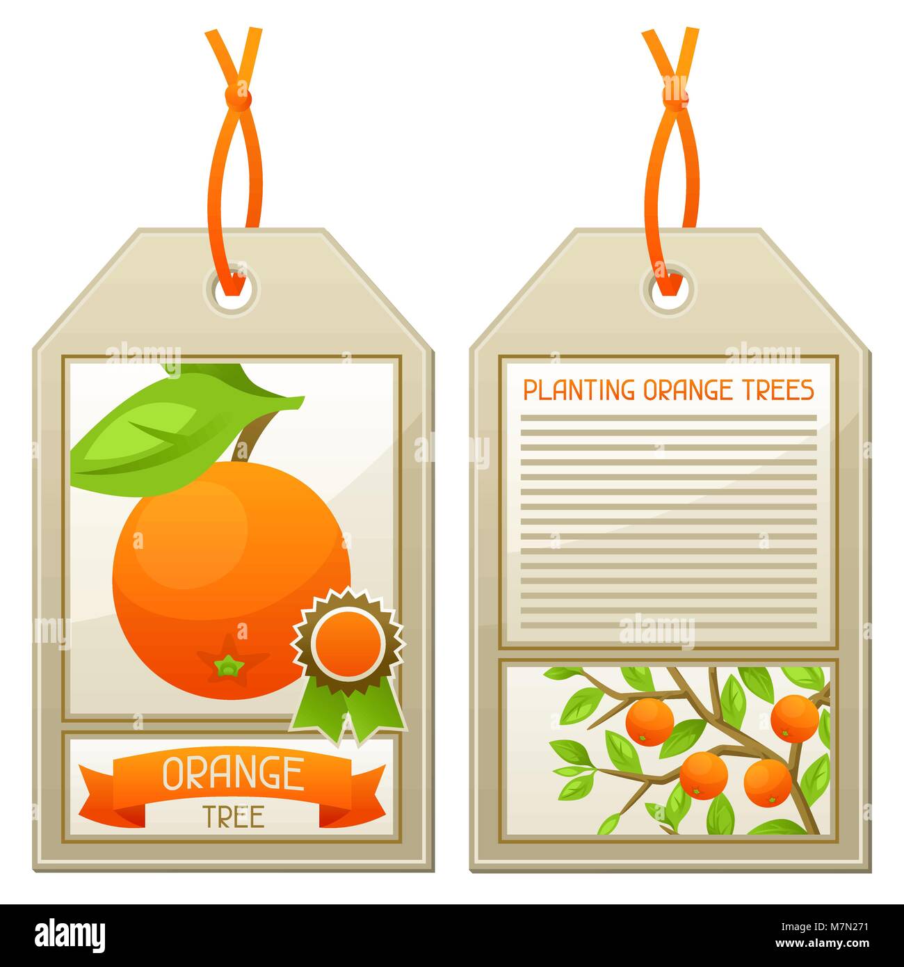 Sale tag of seedlings orange trees. Instructions for planting tree Stock Vector