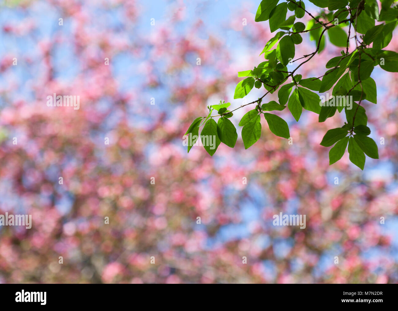 Spring blur background with green branch Stock Photo