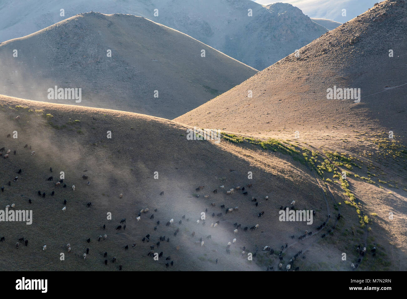 Sheep and goats grazing on a hillside in the early evening sun ...