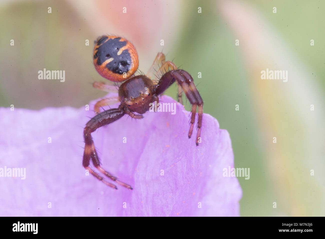 Napoleon crab spider (Synema globosum) female waiting to ambush prey. Stock Photo