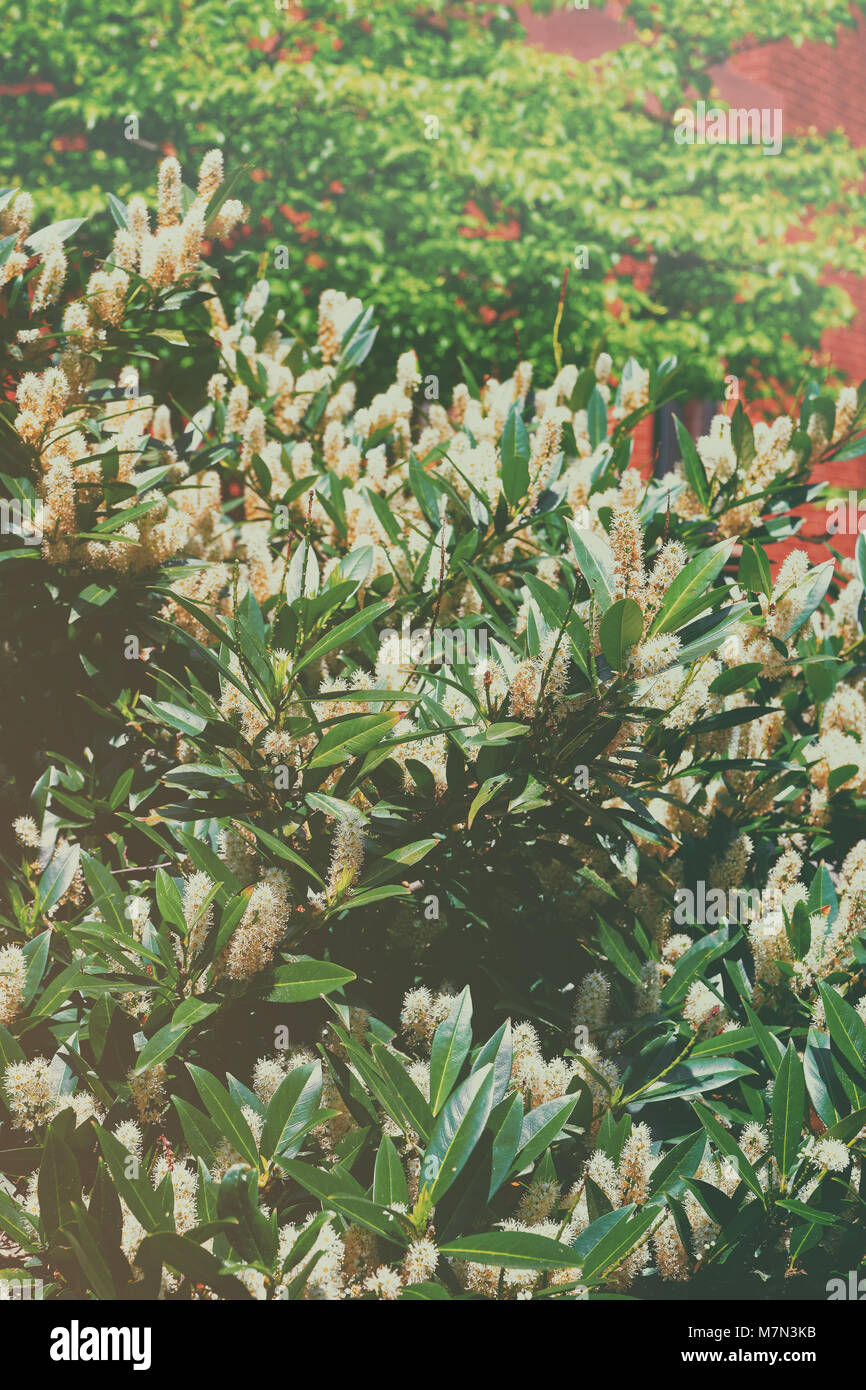 Bush with the bright white flowers called itea Little Henry or the Sweetspire. The photo was taken in The George Washington University campus in Washi Stock Photo