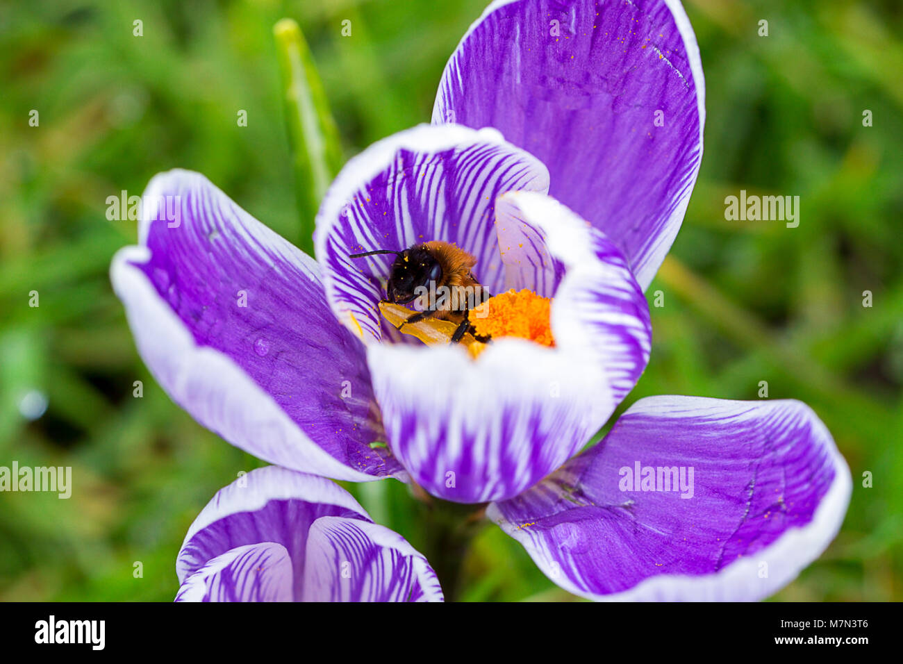 A bee pollinating a blooming Striped Pickwick Crocus flower.  England, UK  Crocus flowers are considered to be a harbinger of Spring. Stock Photo