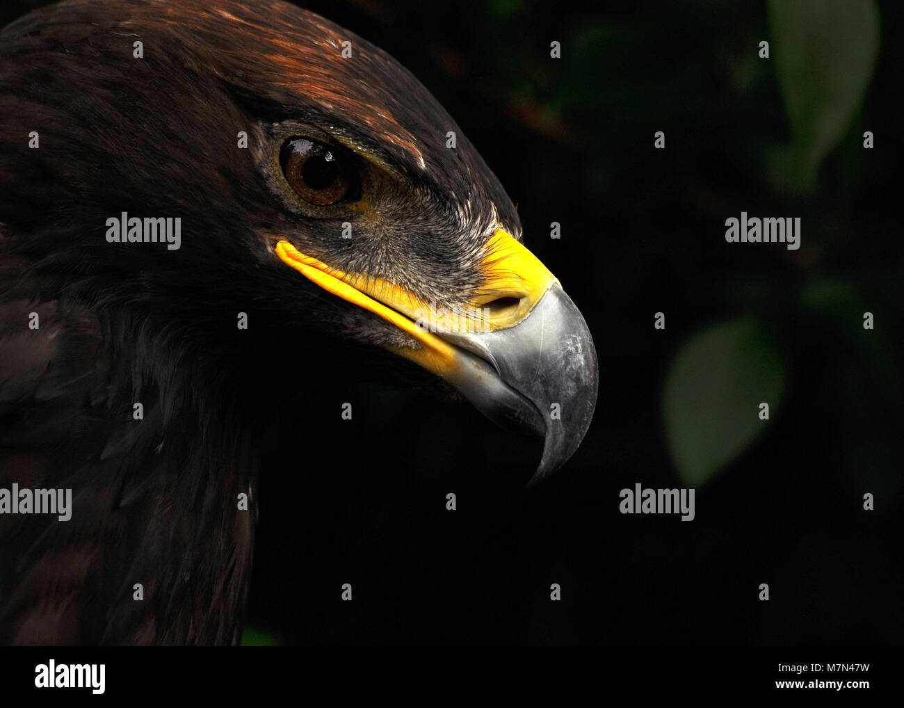 Close up and detailed portrait of a rescued Golden Eagle (Aquila chrysaetos) side on view. Stock Photo