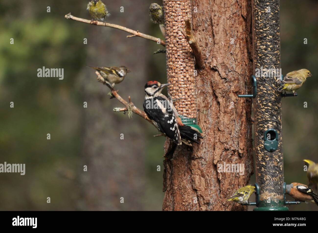 Greater Spotted Woodpecker (Dendrocopos major) on a bird feeder with a variety of other birds all feeding against tree. Stock Photo
