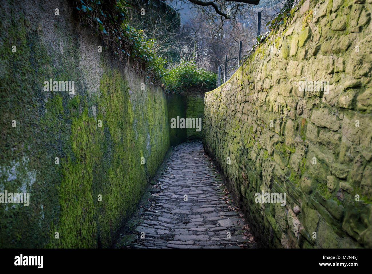 Unusual stone road in the park. Colorful passage in recreation area. Green corridor with plants and moss Stock Photo