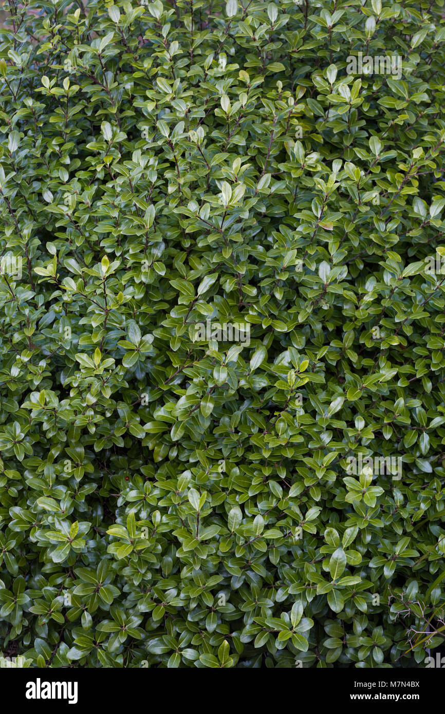 Pittosporum tenuifolium 'Golf Ball' Stock Photo