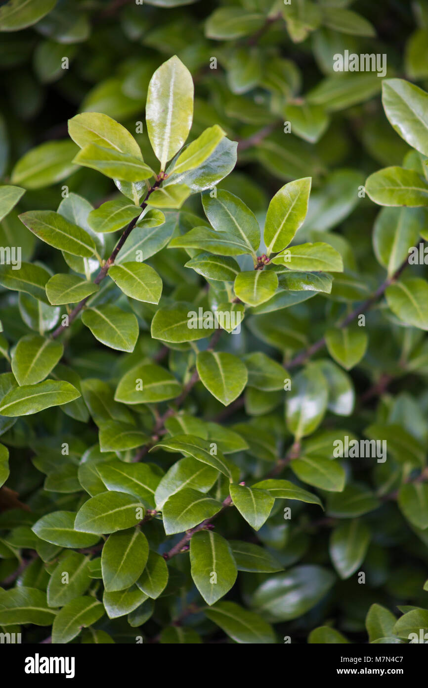 Pittosporum tenuifolium 'Golf Ball' Stock Photo