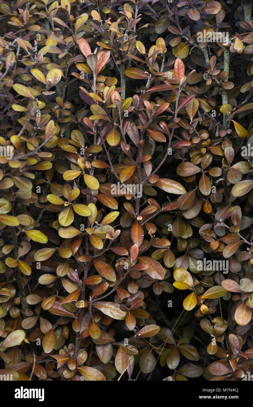 Corokia x virgata 'Frosted Chocolate' Stock Photo Alamy