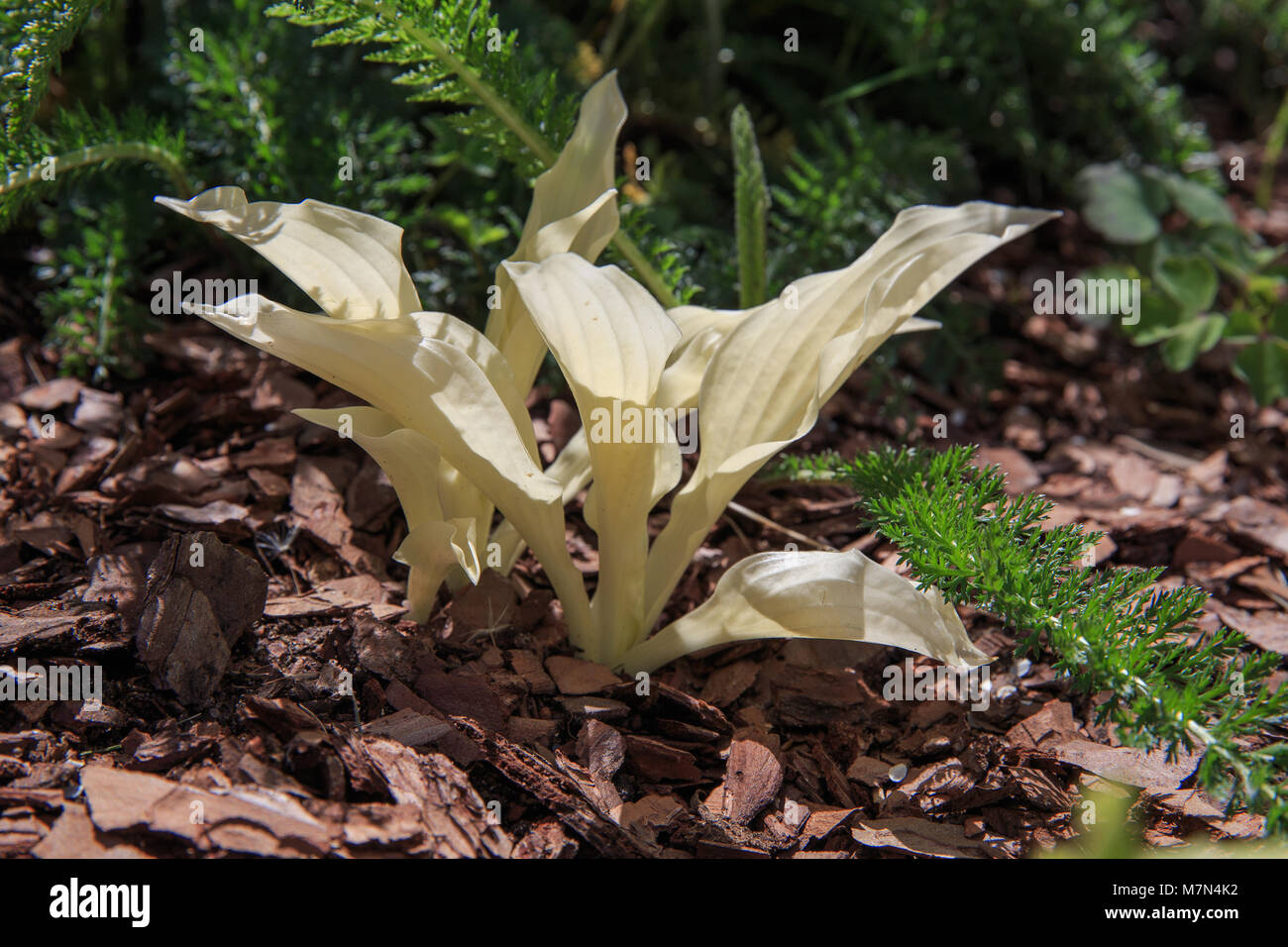 Hosta with white leaves variety White Feather in early spring, young beautiful leaves in the sun. Stock Photo