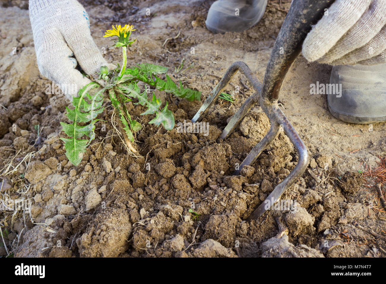 how to remove weeds Hands gardener remove weeds from the garden with a ...