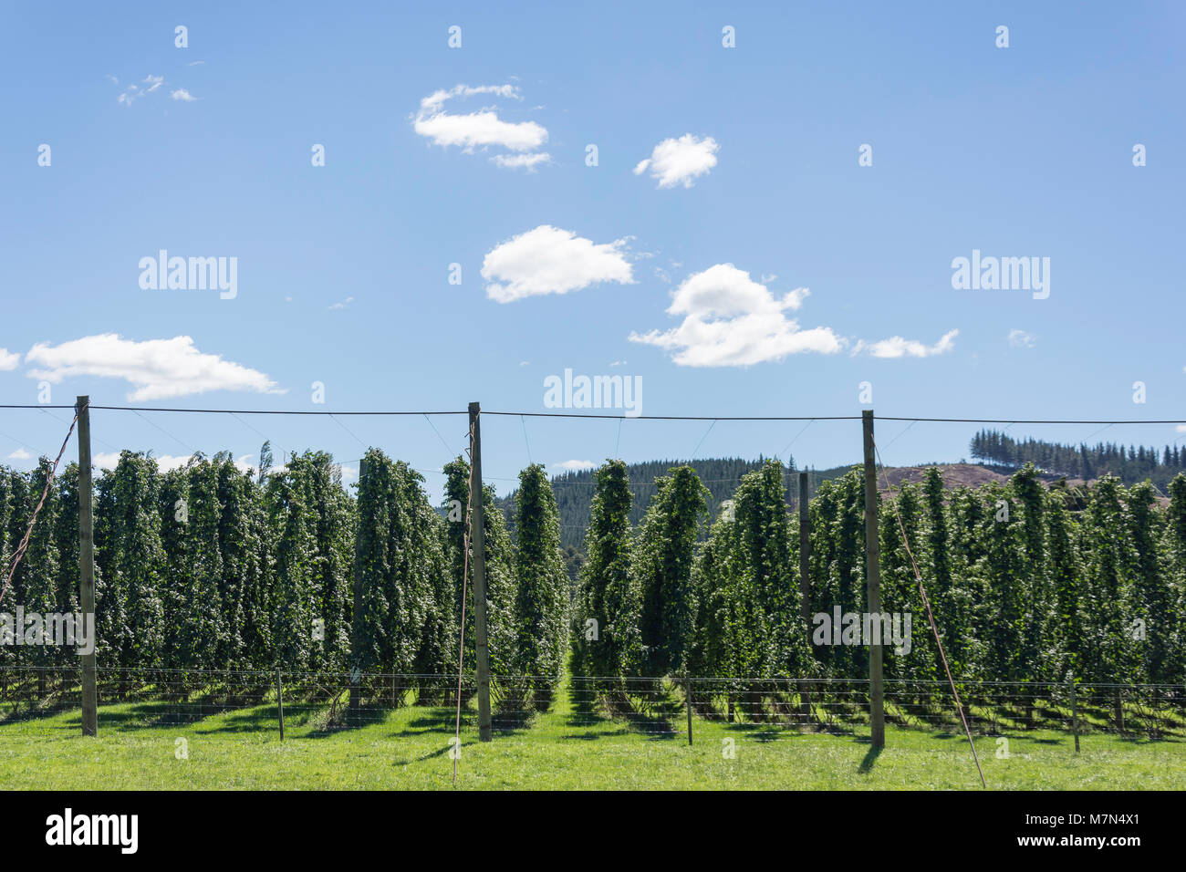 Hop plantation near Wakefield, Tasman District, New Zealand Stock Photo