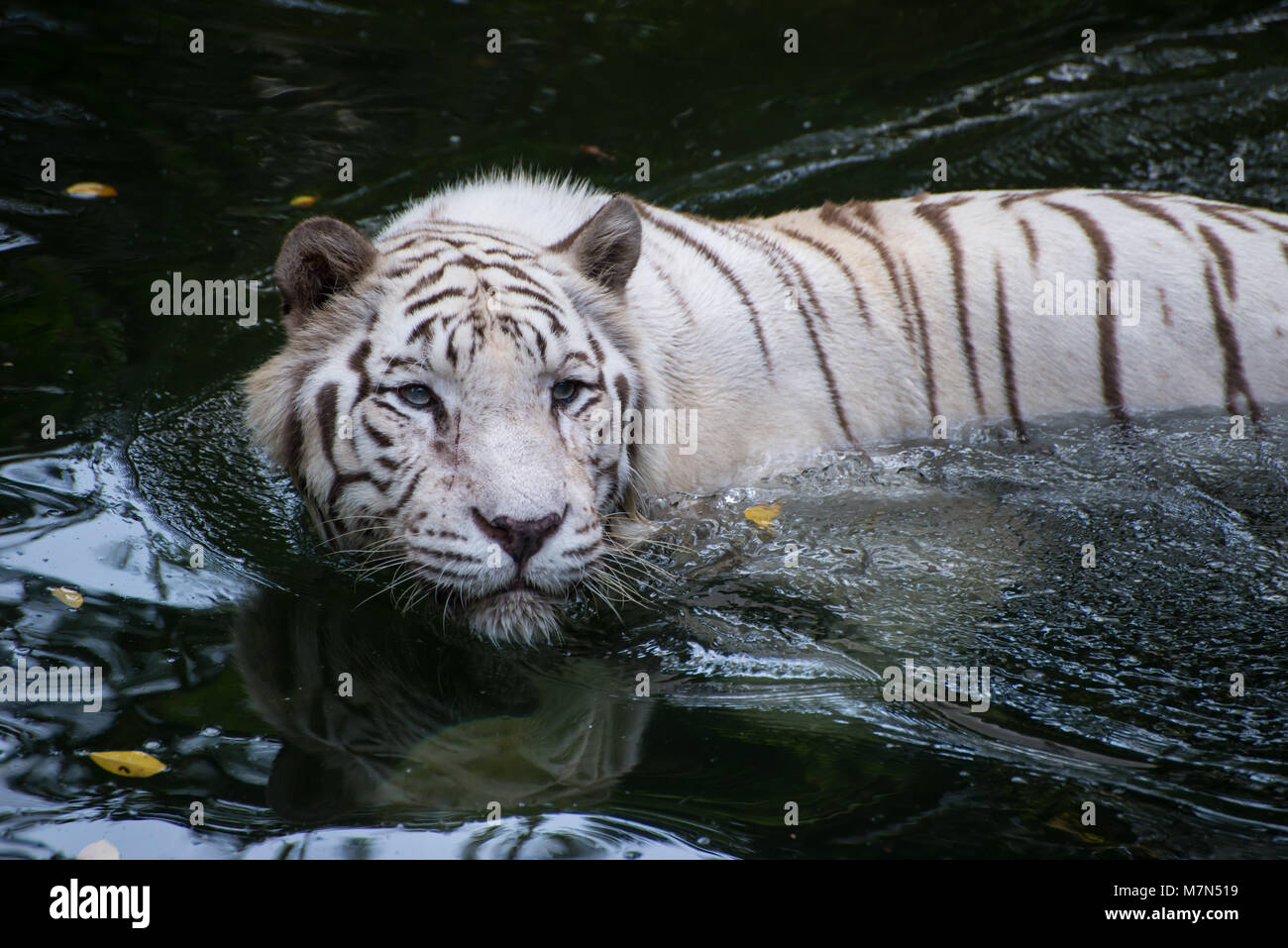 White bengal tiger is hunting outdoors. Hungry predator hides in the river and ready to attack. Stock Photo