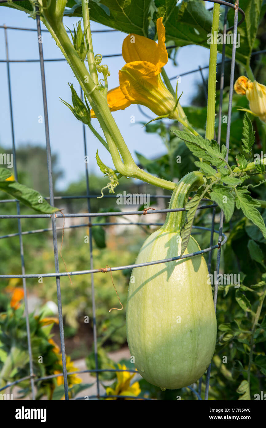 Spaghetti Squash, or Vegetable Spaghetti plant, being trained to grow upwards on a trellis. Stock Photo