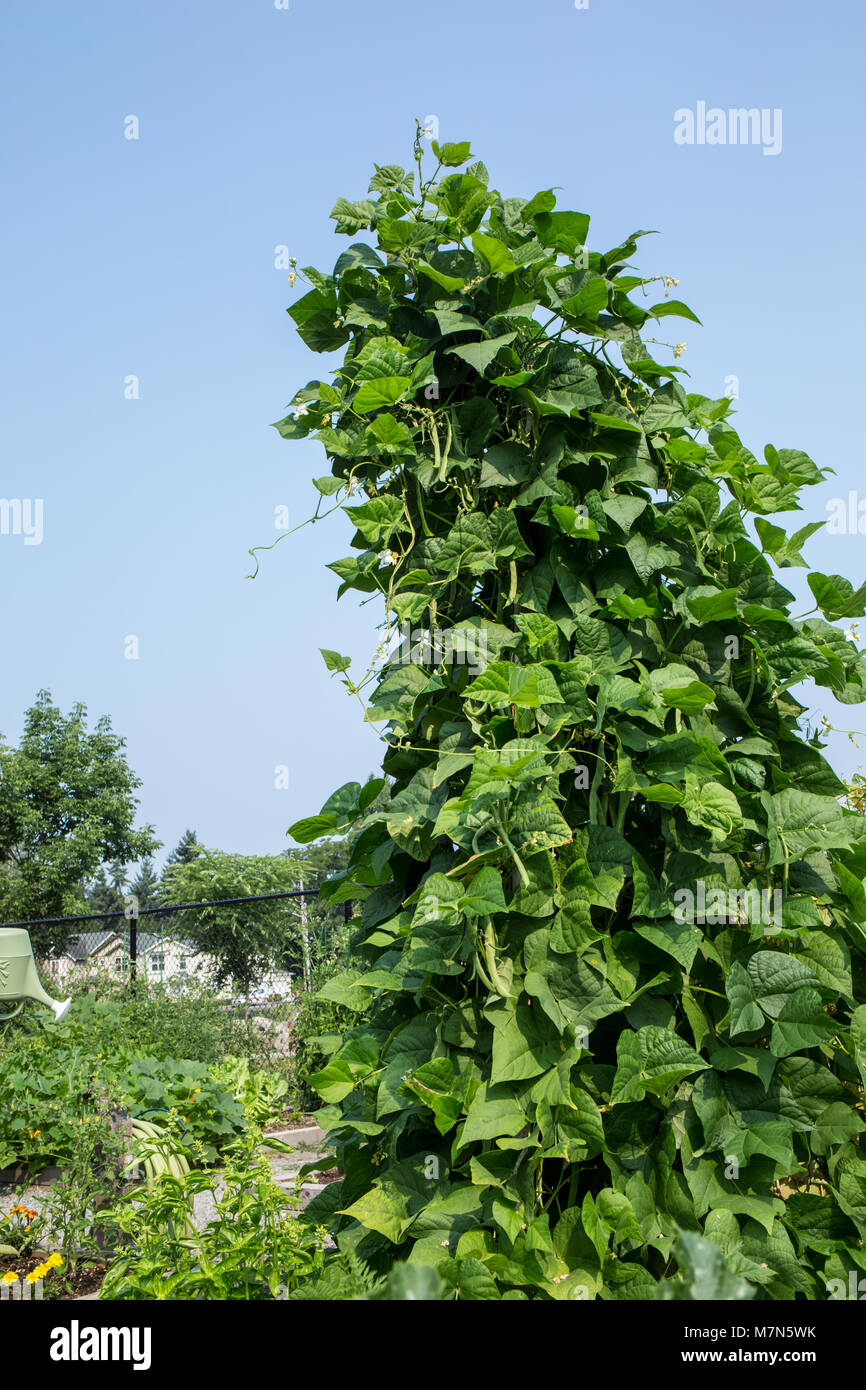 Pole green beans growing in abundance up a trellis Stock Photo Alamy