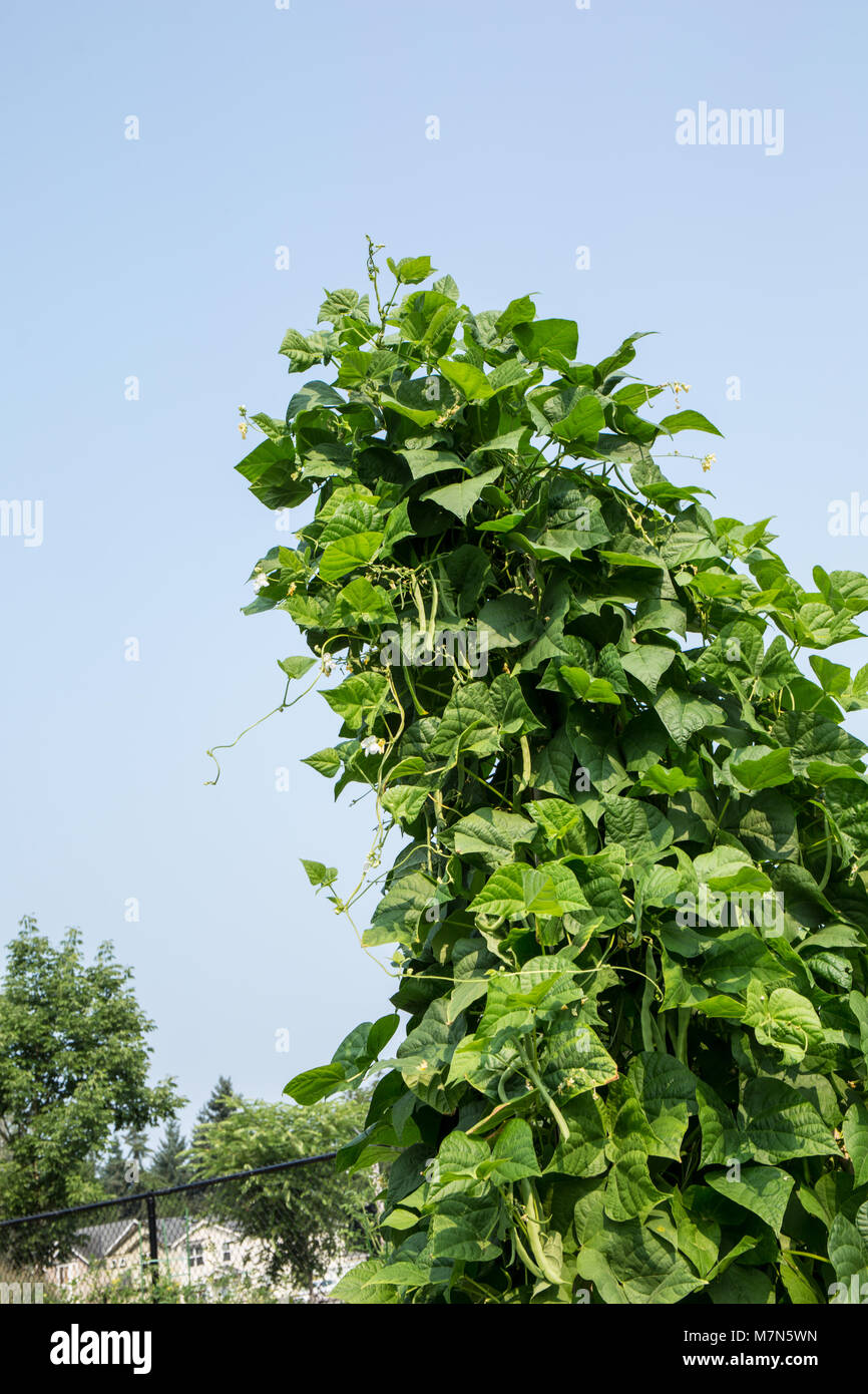 Pole green beans growing in abundance up a trellis Stock Photo Alamy