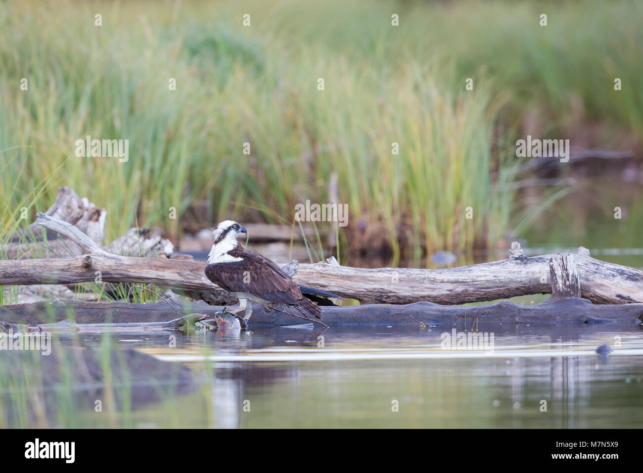 Trout habitat hires stock photography and images Alamy