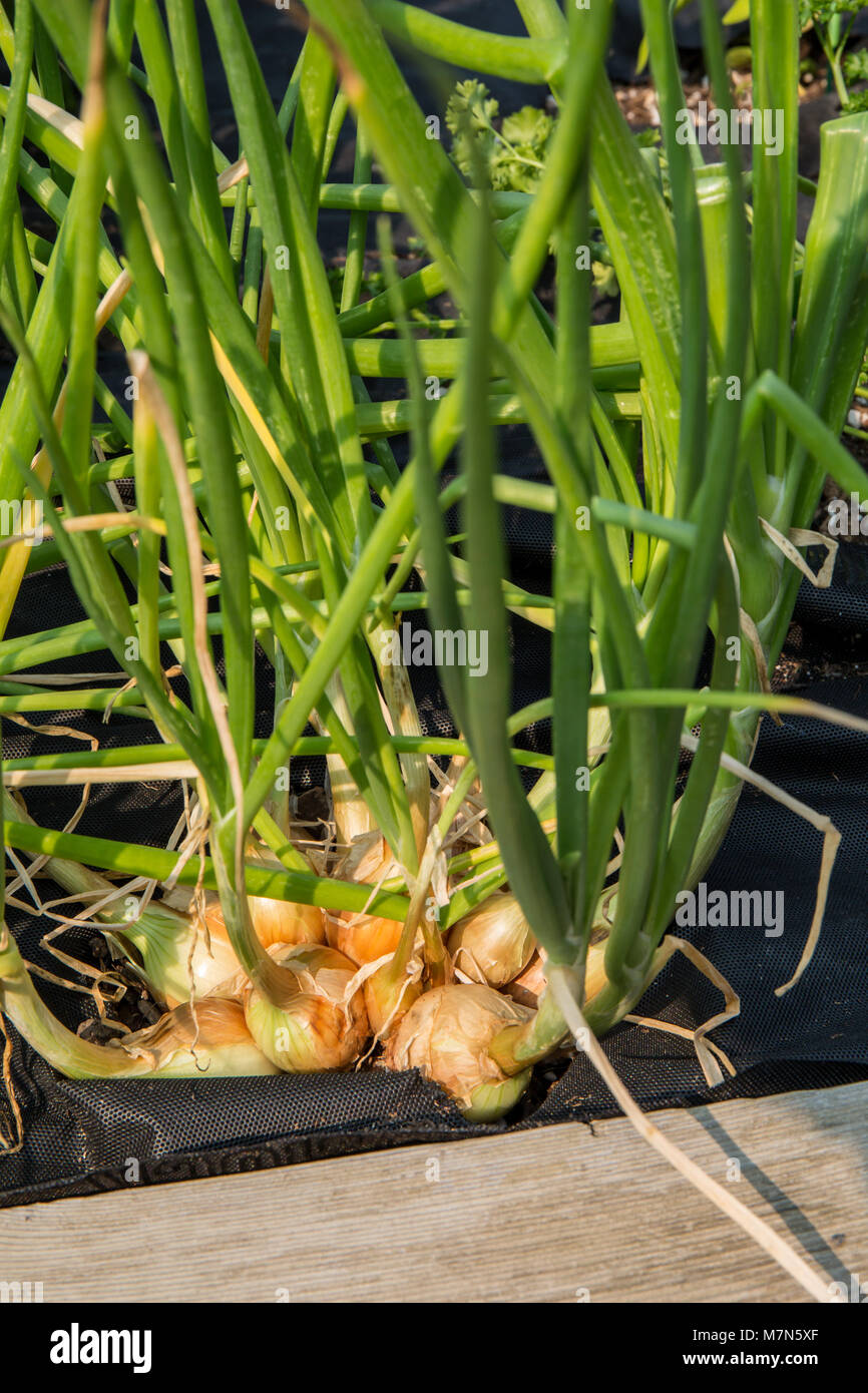 Cluster of Walla Walla onions growing in a garden with black fabric mulch around them to minimize weeds Stock Photo