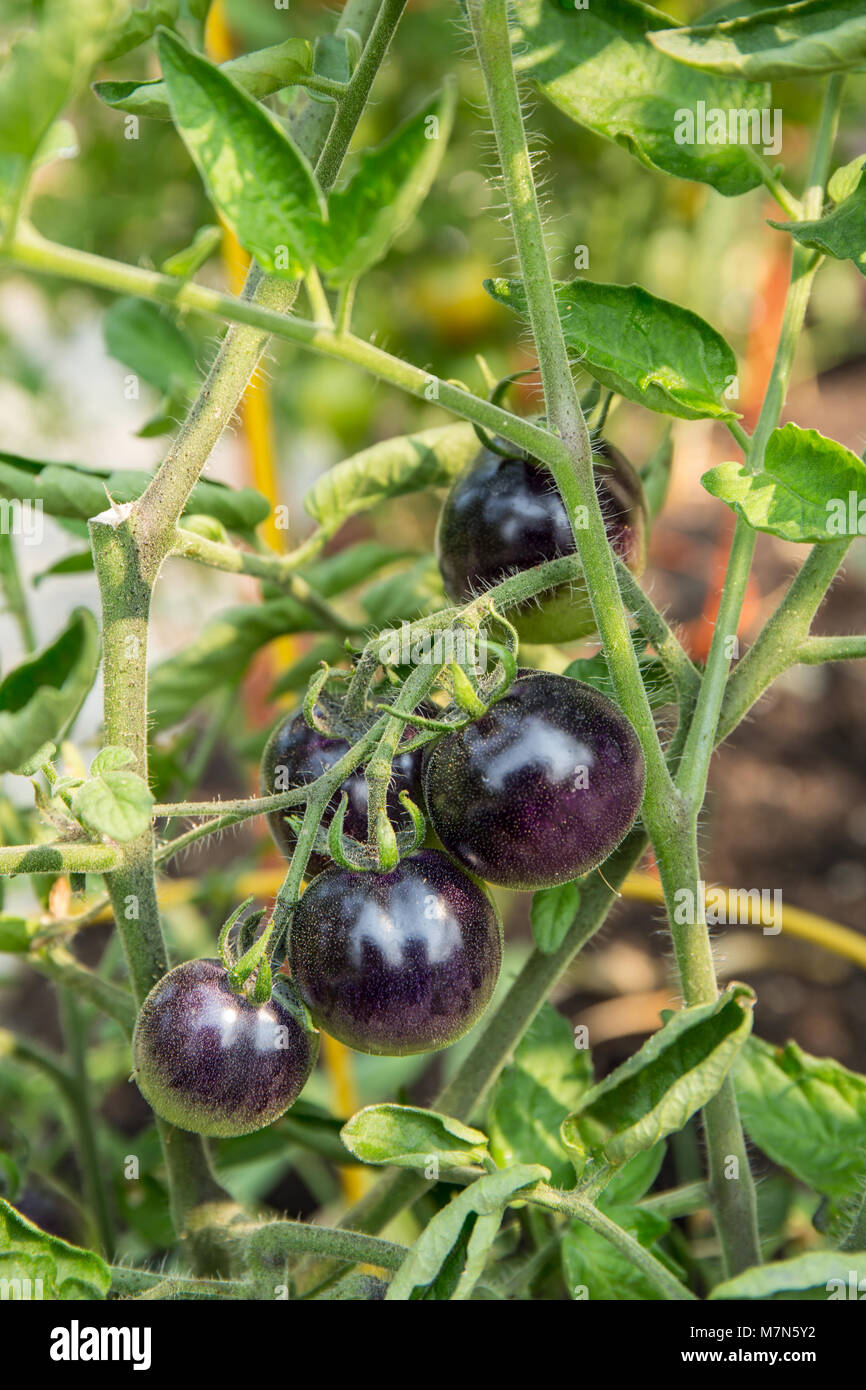 Indigo Rose hybrid tomatoes Stock Photo - Alamy