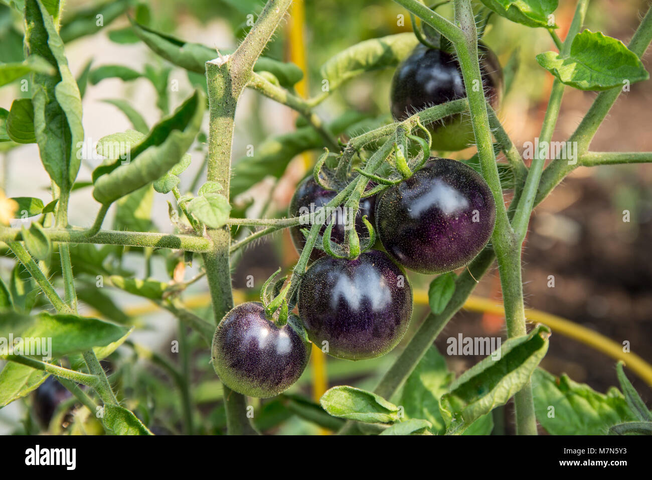 Indigo Rose hybrid tomatoes Stock Photo - Alamy
