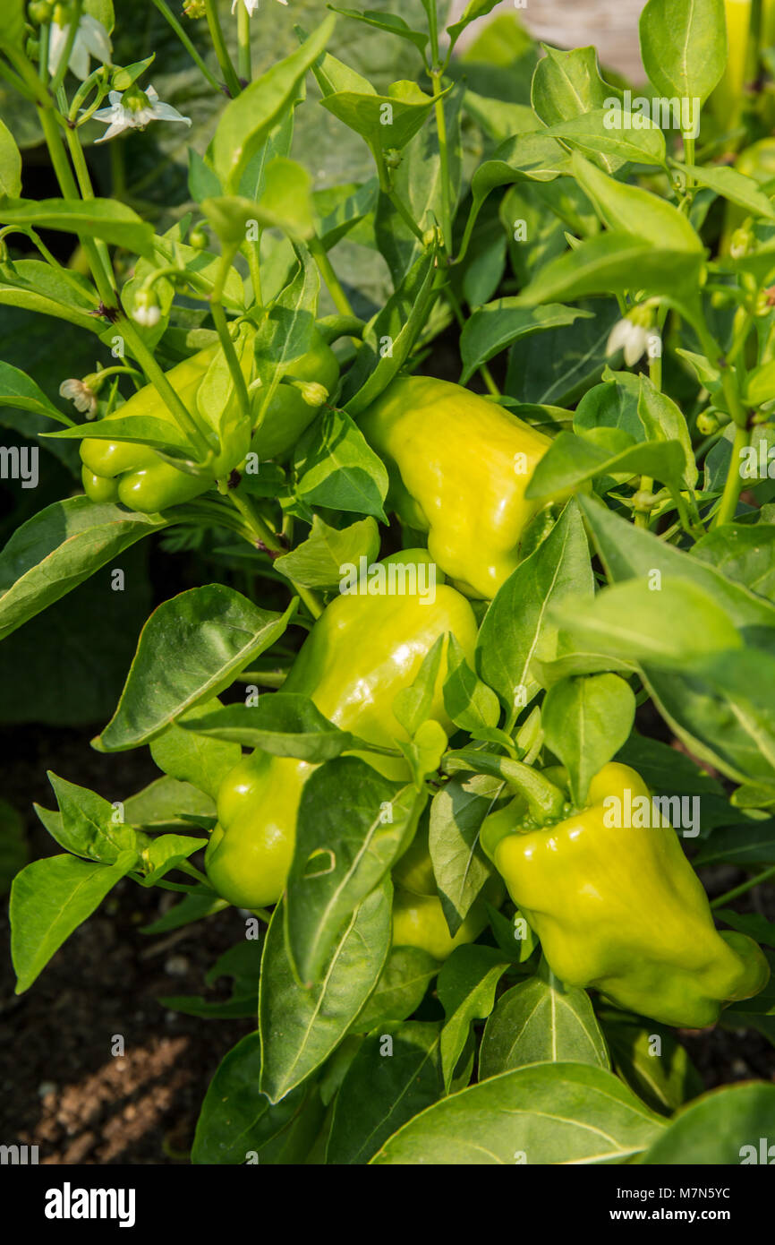 Sweet gypsy hybrid pepper hires stock photography and images Alamy