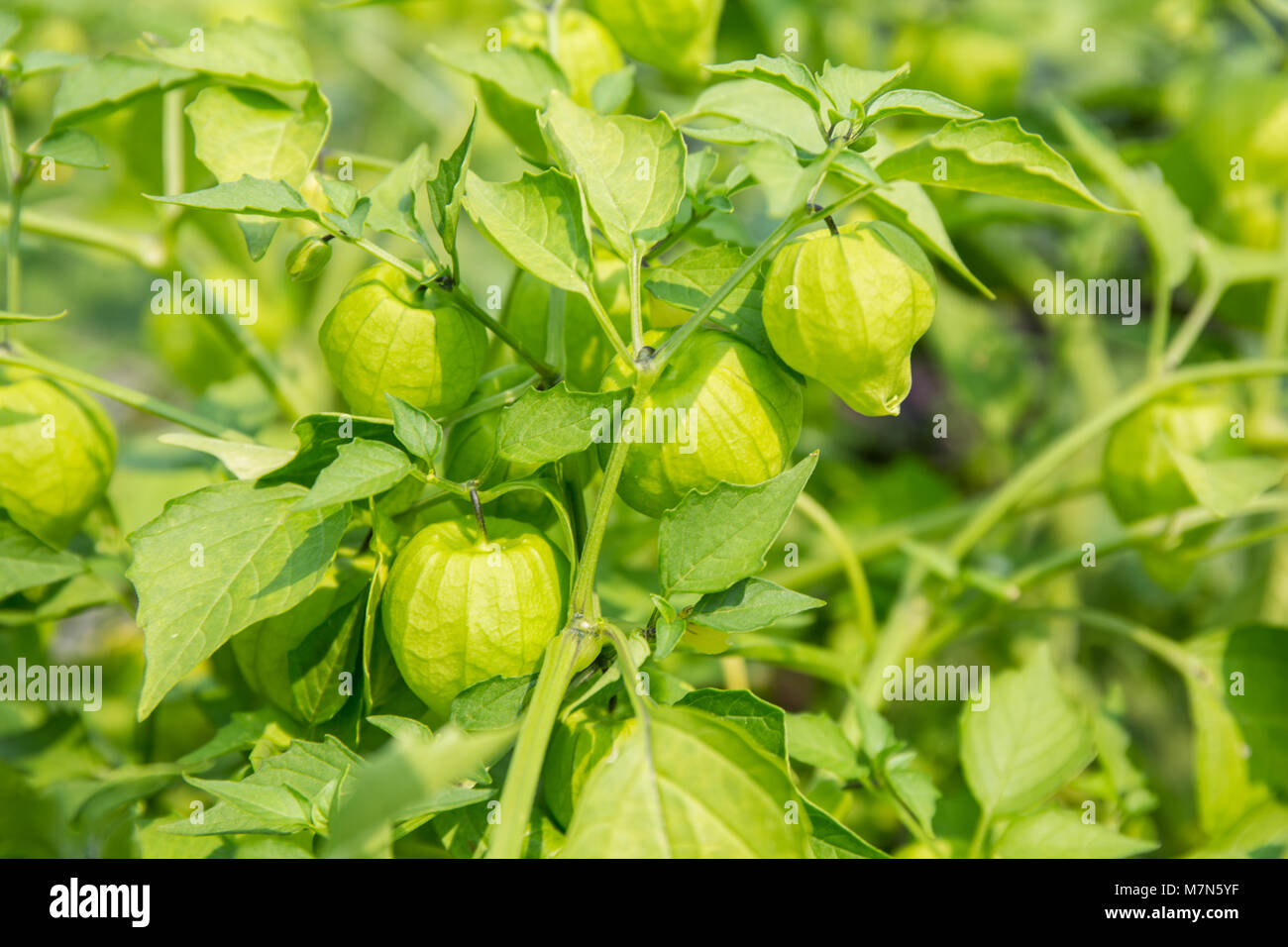 Tomatillo plant, also called Husktomato, HuskTomato and Jamberry Stock Photo Alamy