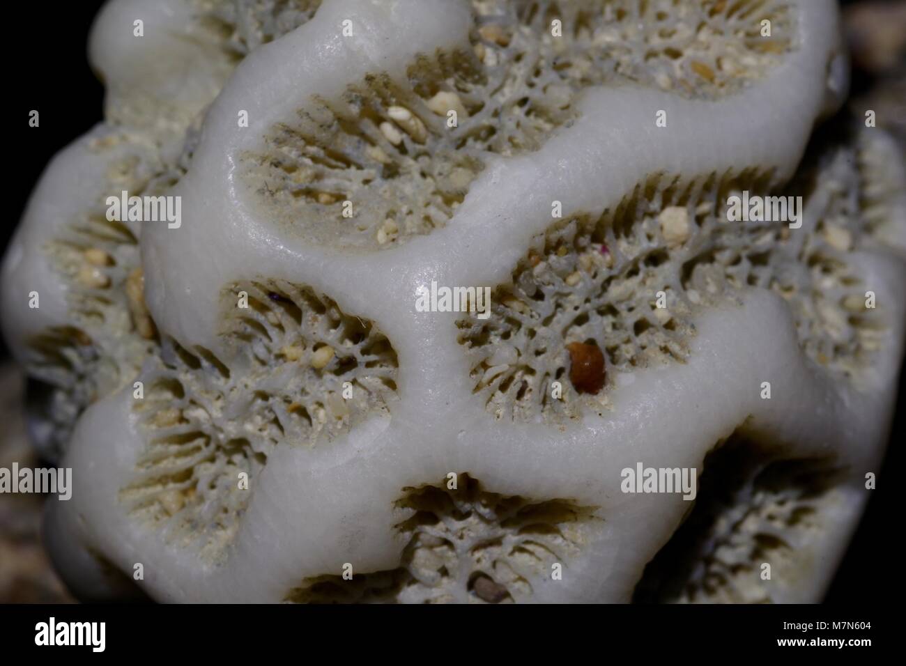 Brain Coral Macro Photo, Washed Up, Found on a Cuban Beach. March, 2018