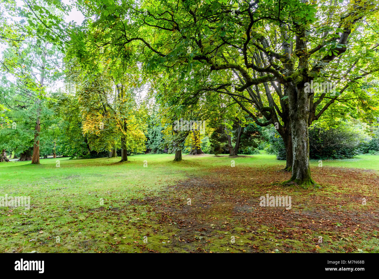 glade in the forest, covered with grass and moss, large green trees and