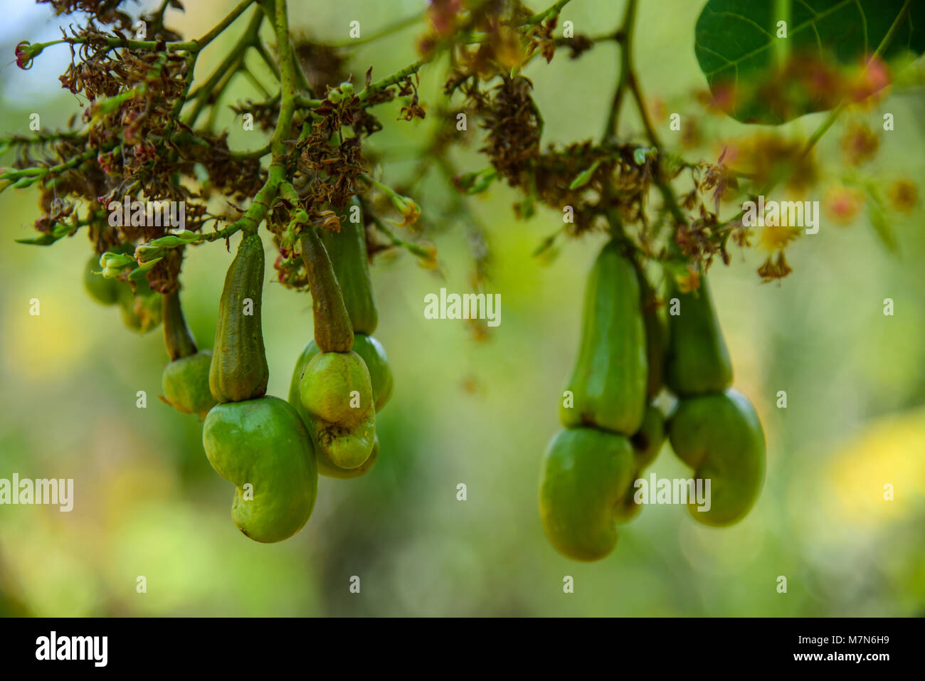 Cashew nuts Stock Photo