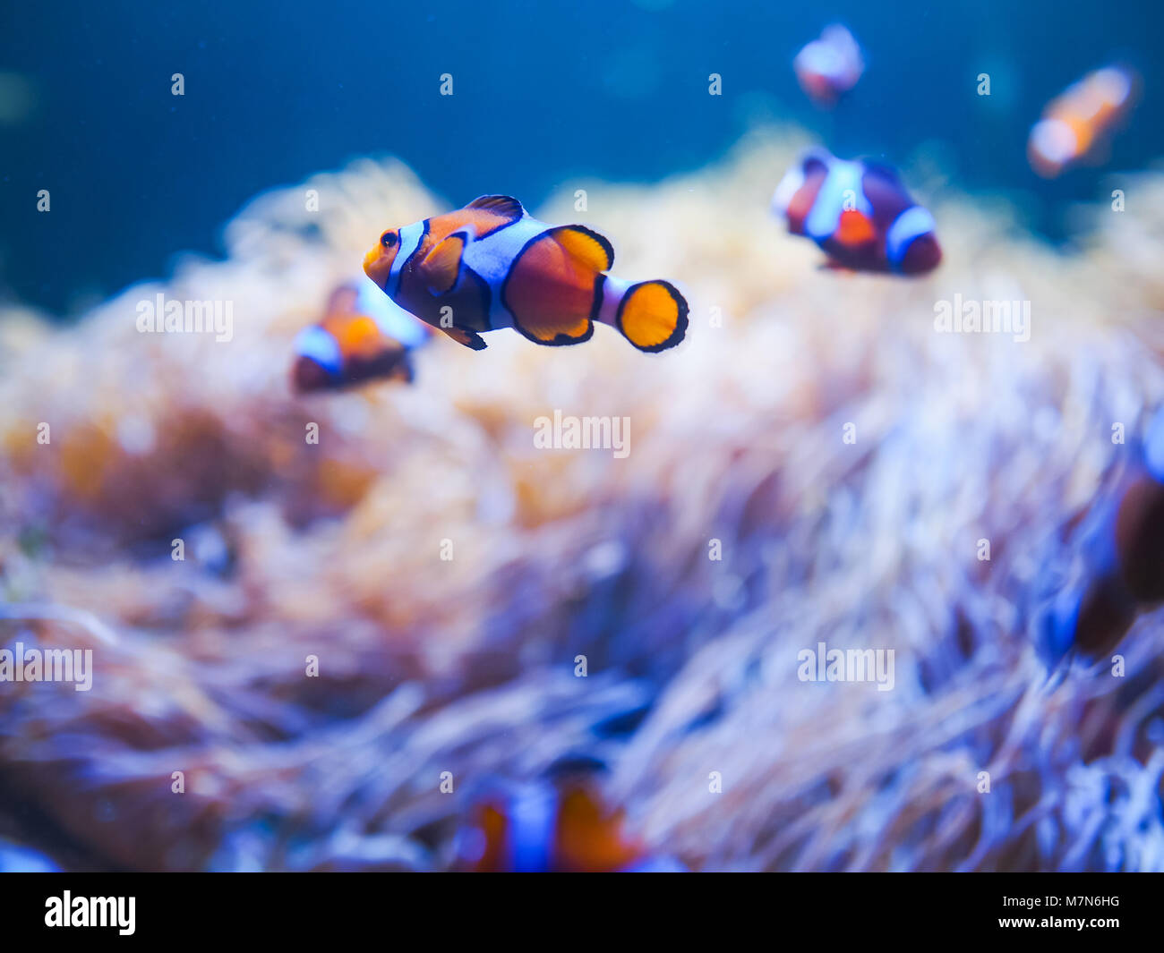 Ocellaris Clownfishes with coral background Stock Photo
