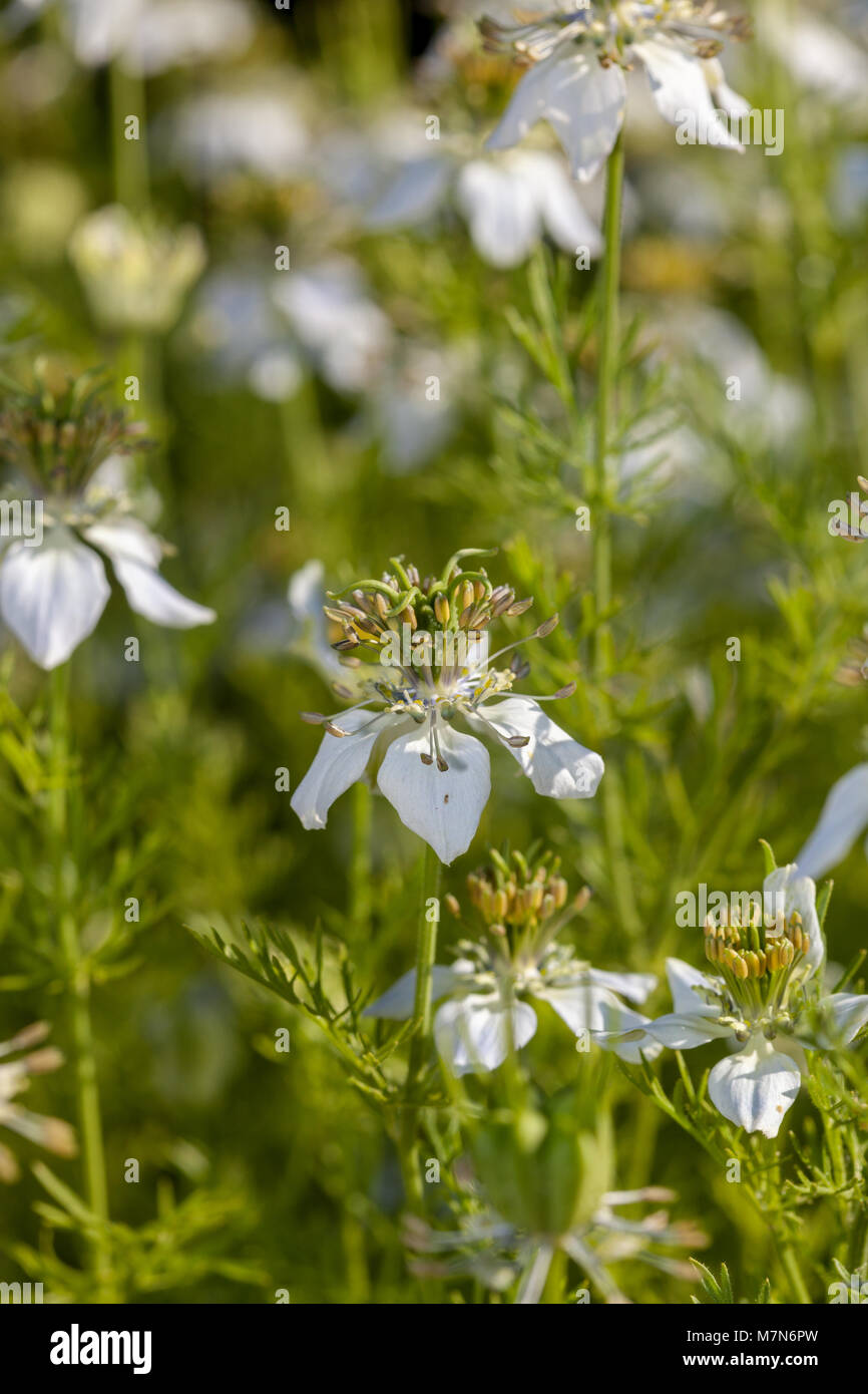 Fennel Flower, Svartkummin (Nigella sativa) Stock Photo