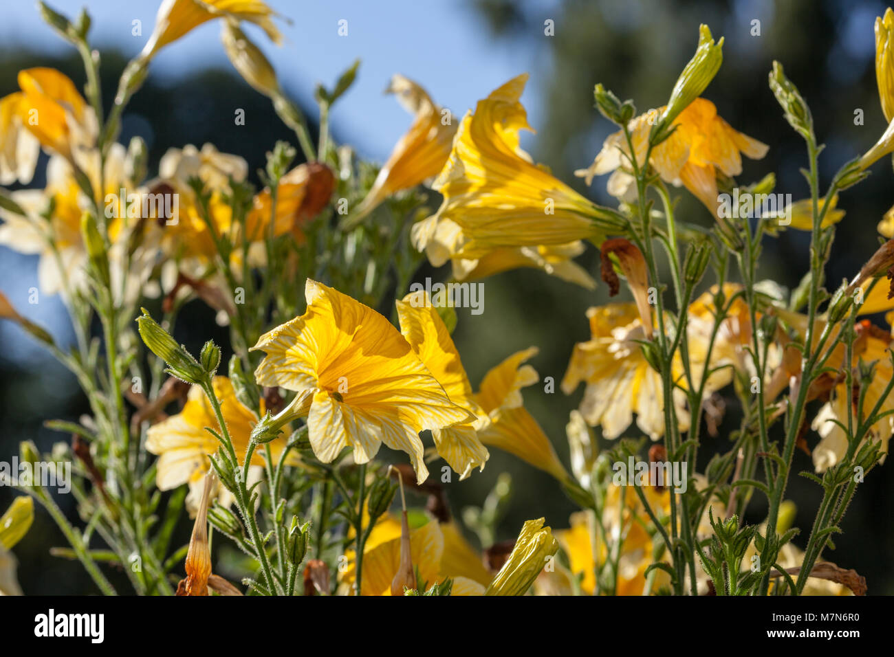 Velvet Trumpet Flower, Trumpetblomma (Salpiglossis sinuata Stock Photo