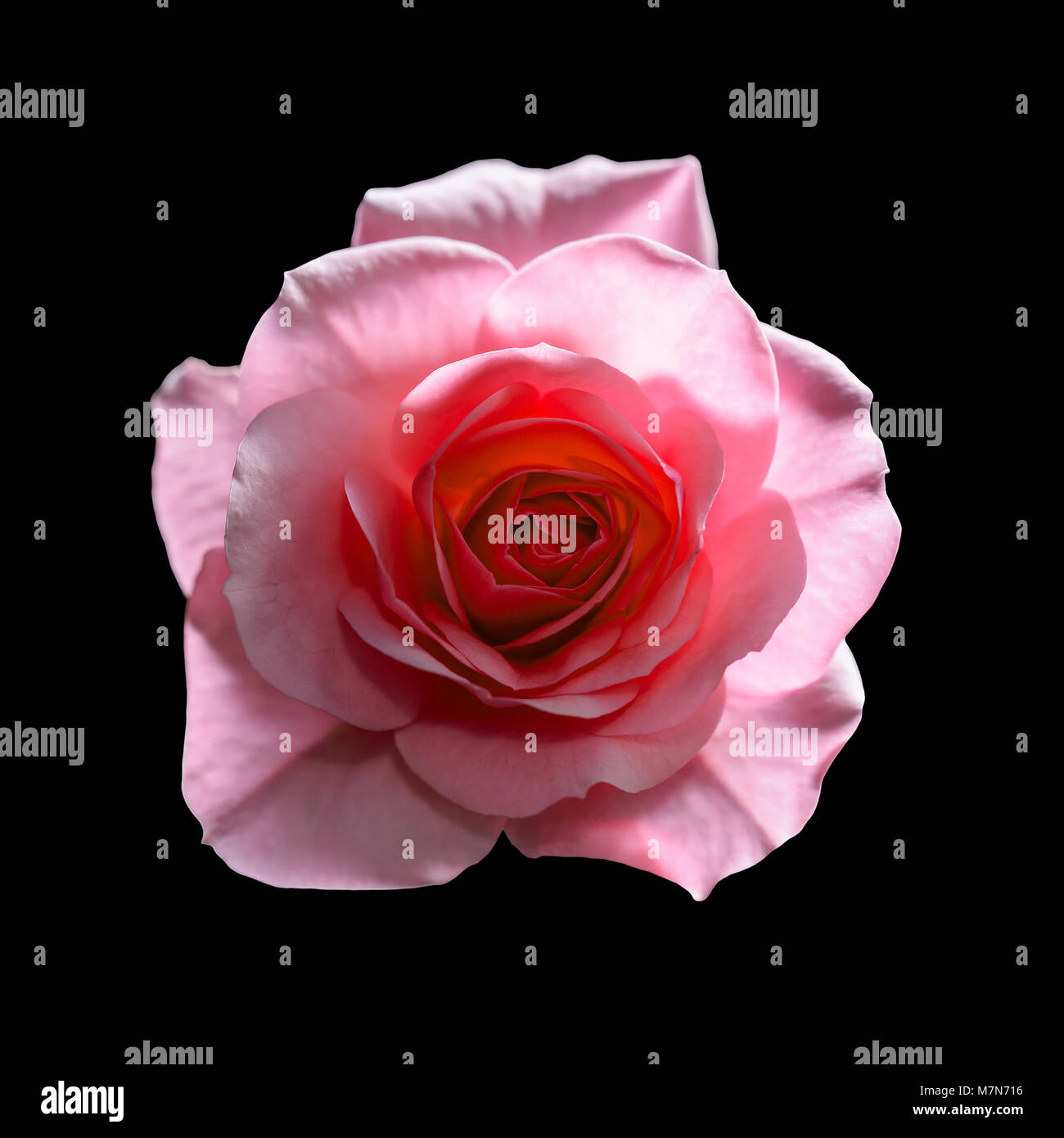 Beautiful Rose Flower Isolated on Black Background Stock Photo Alamy