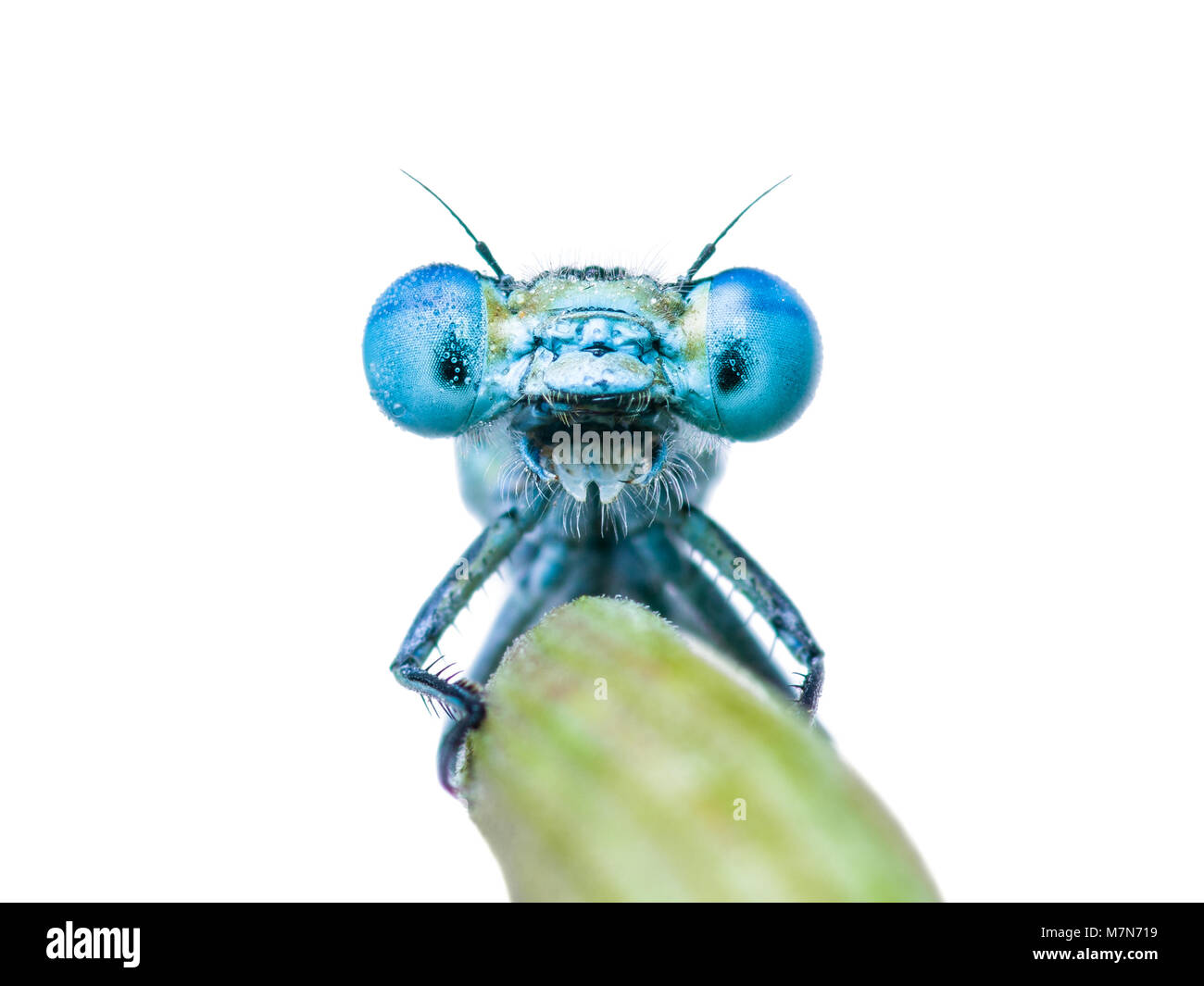Funny Dragon Fly or Damsel Fly Insect Selfie Portrait on Green Stick Isolated on White Stock Photo