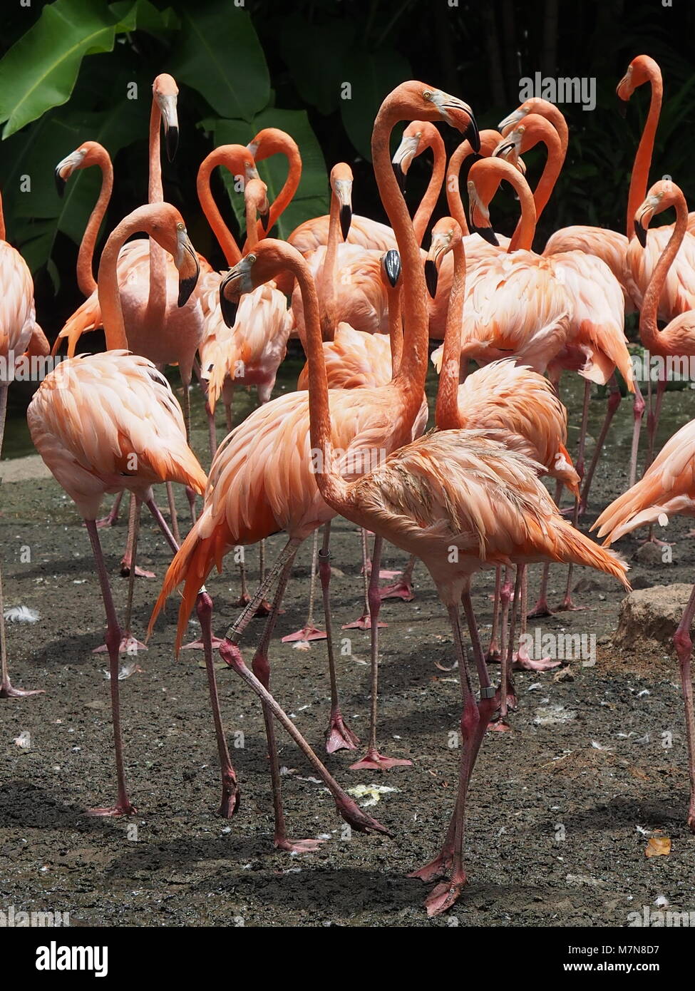 Flamingo Party Stock Photo