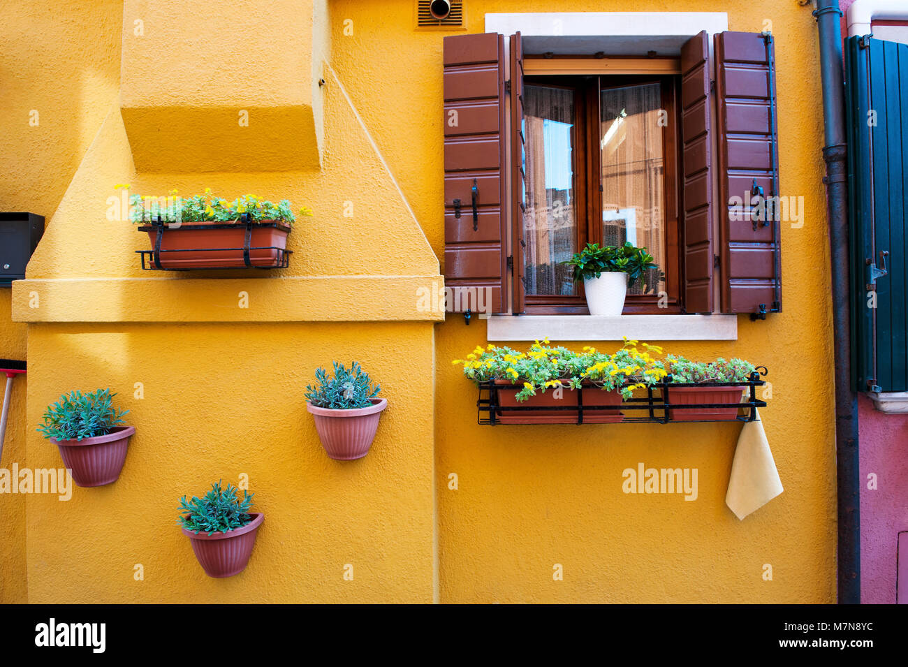 Venice, Burano island, Italy, Europe - yellow home facade with window and plants Stock Photo