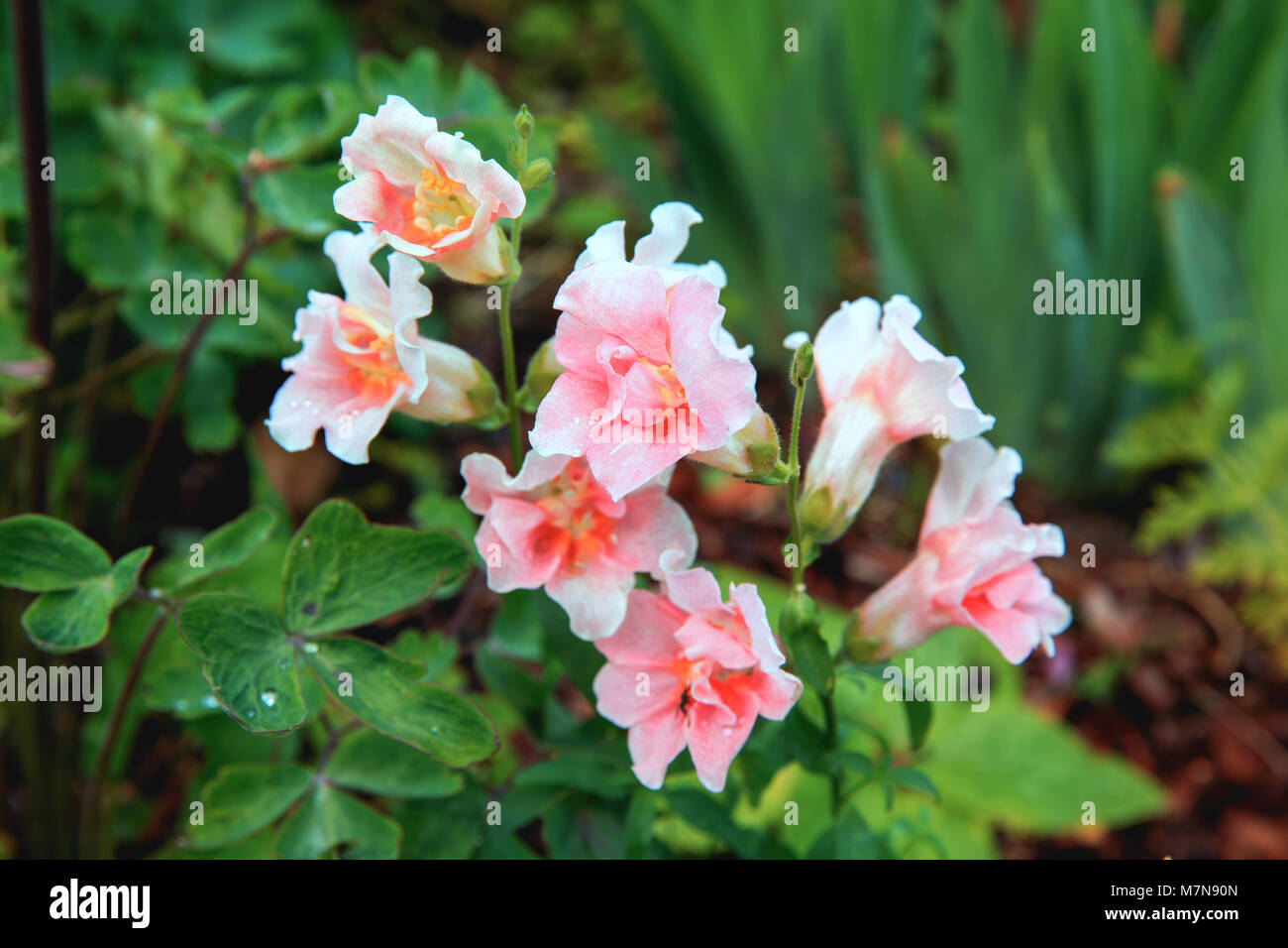 White pink Snapdragon or Antirrhinum majus. Close up snap dragon flower in garden as colorful background or card. Lovely spring Snapdragons plant flow Stock Photo