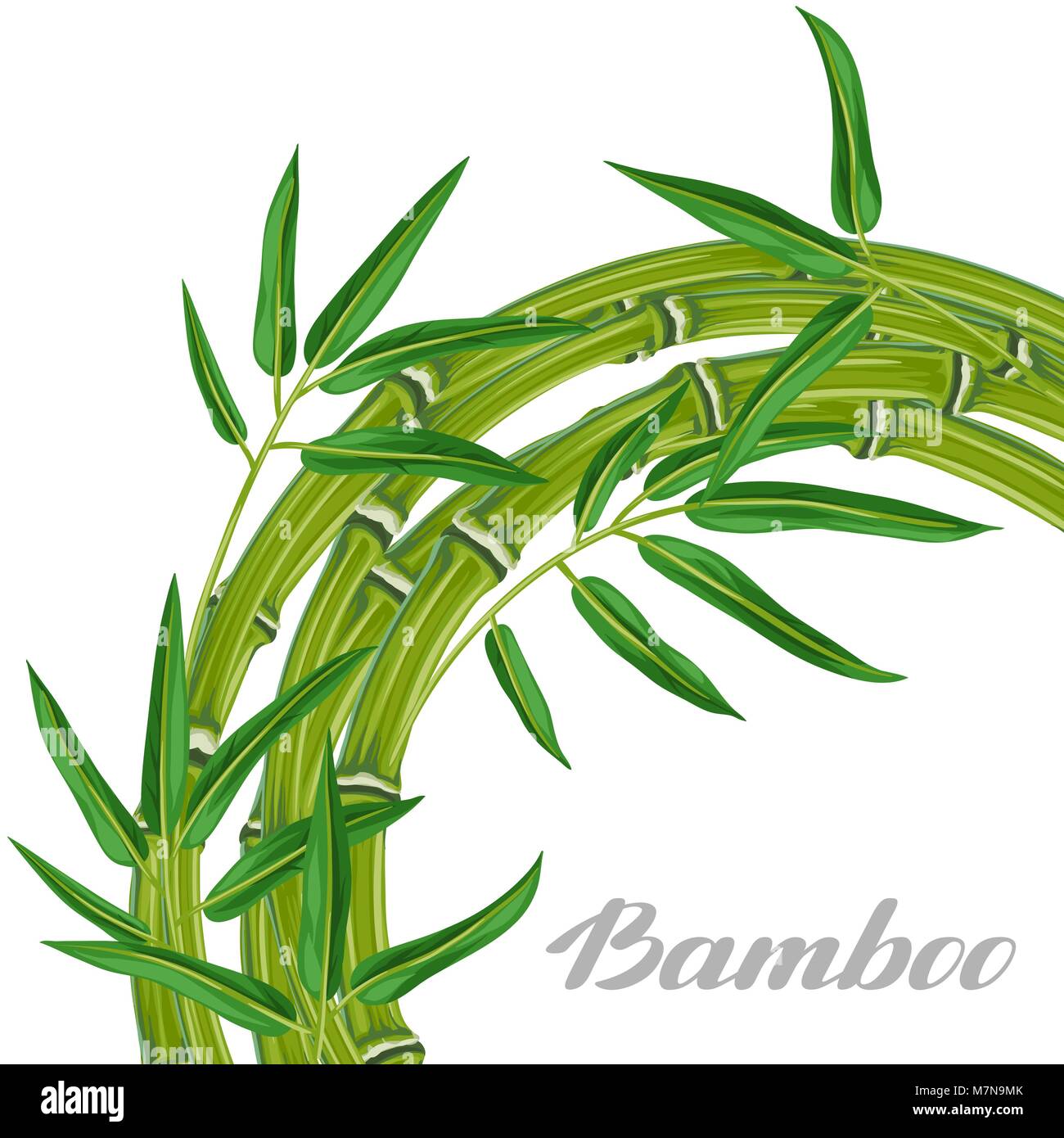 Background with bamboo plants and leaves. Image for holiday invitations, greeting cards, posters, advertising booklets, banners, flayers Stock Vector