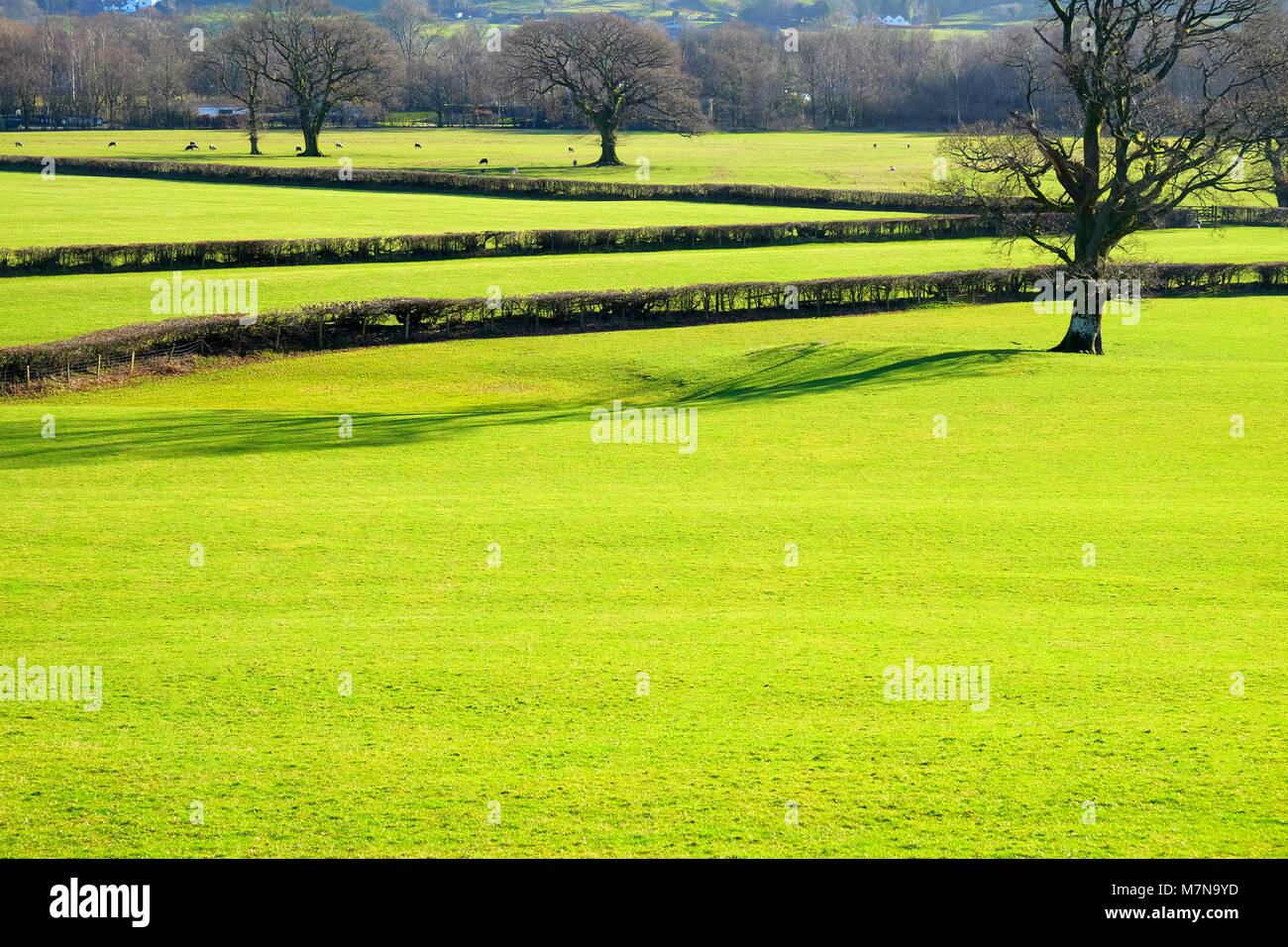 A pattern of bright green fields with short grass broken up by graphic