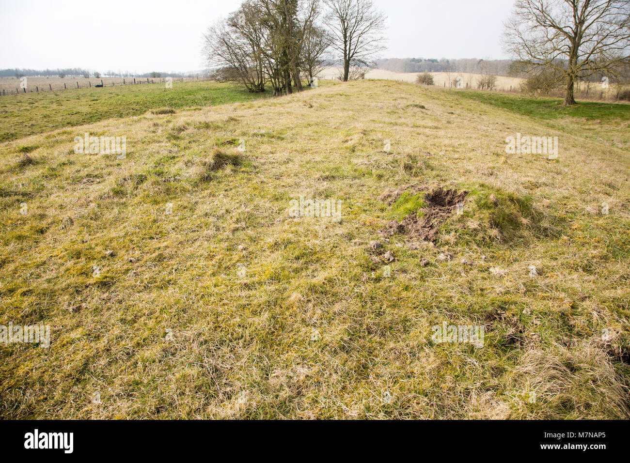 White Barrow neolithic long barrow burial mound tumulus, near Tilshead, Salisbury Plain, Wiltshire, England, UK Stock Photo