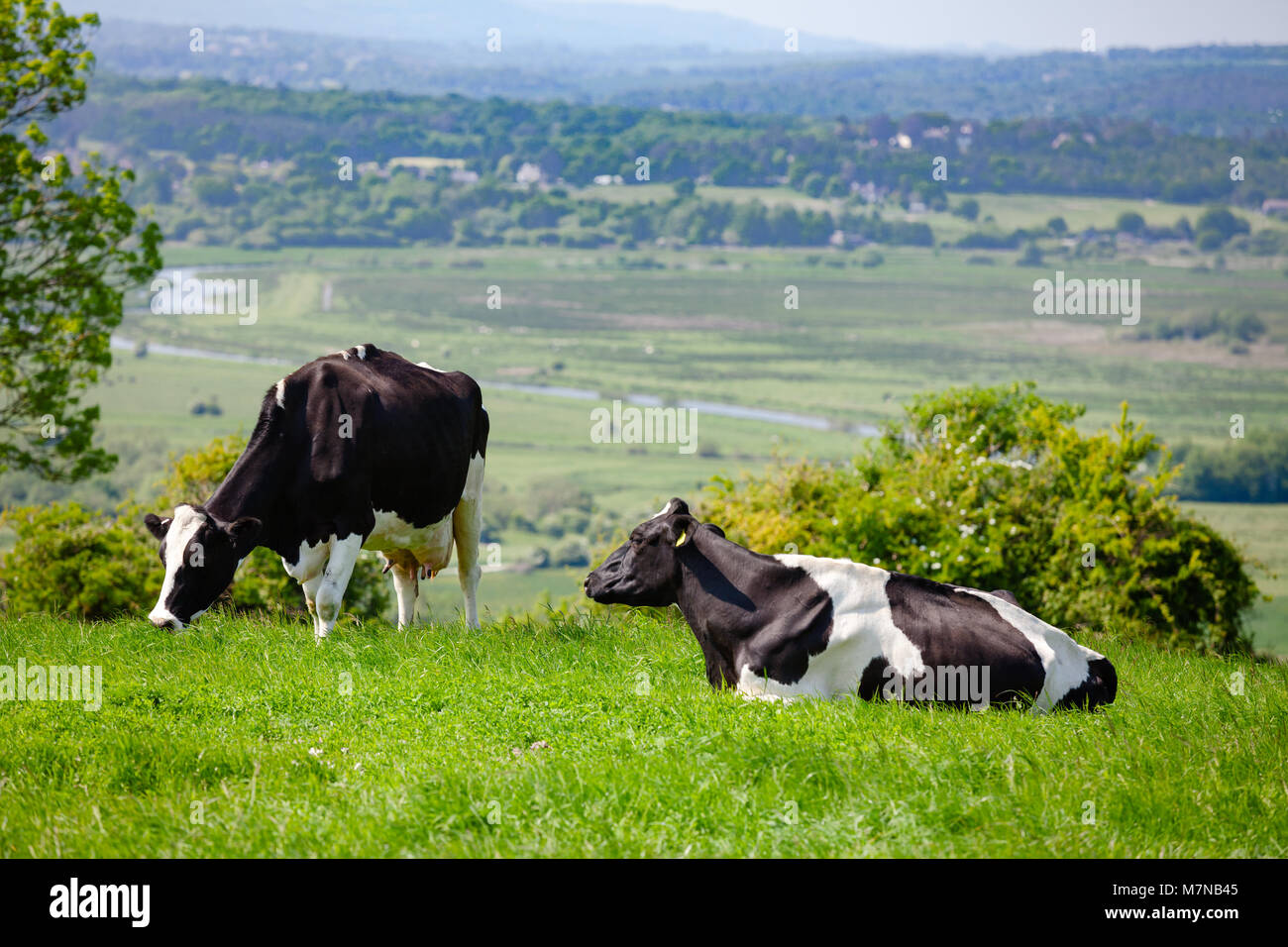 Holstein Friesian dairy cattle at pasture on the South Downs hill in ...