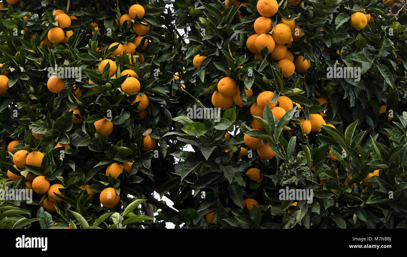 Beautiful ripe oranges growing on orange tree brunches in warm climates, perfect citrus fruit