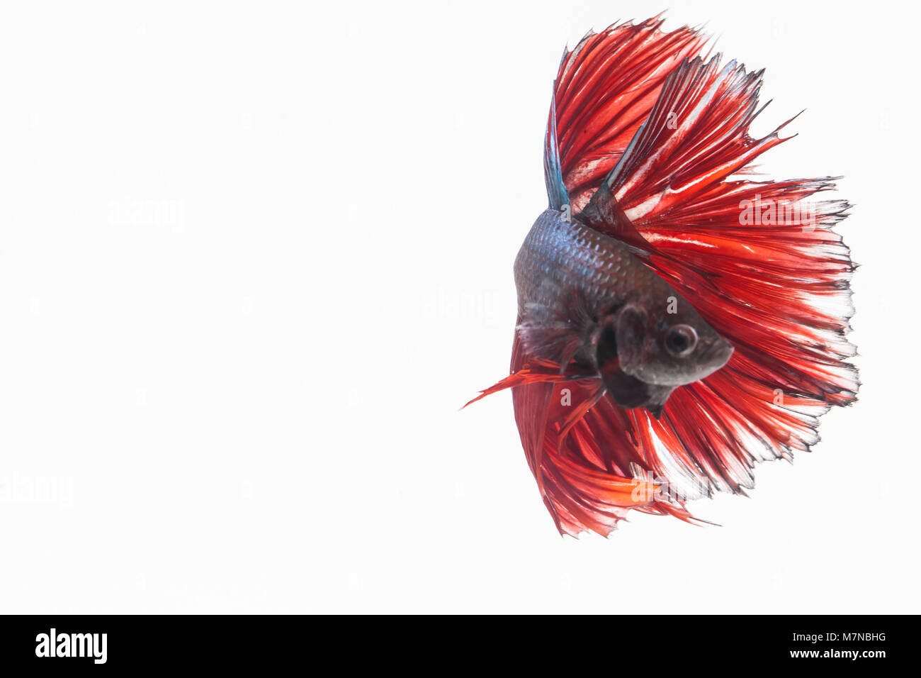 Beautiful moving moment of white siamese fighting fish, Stock Photo