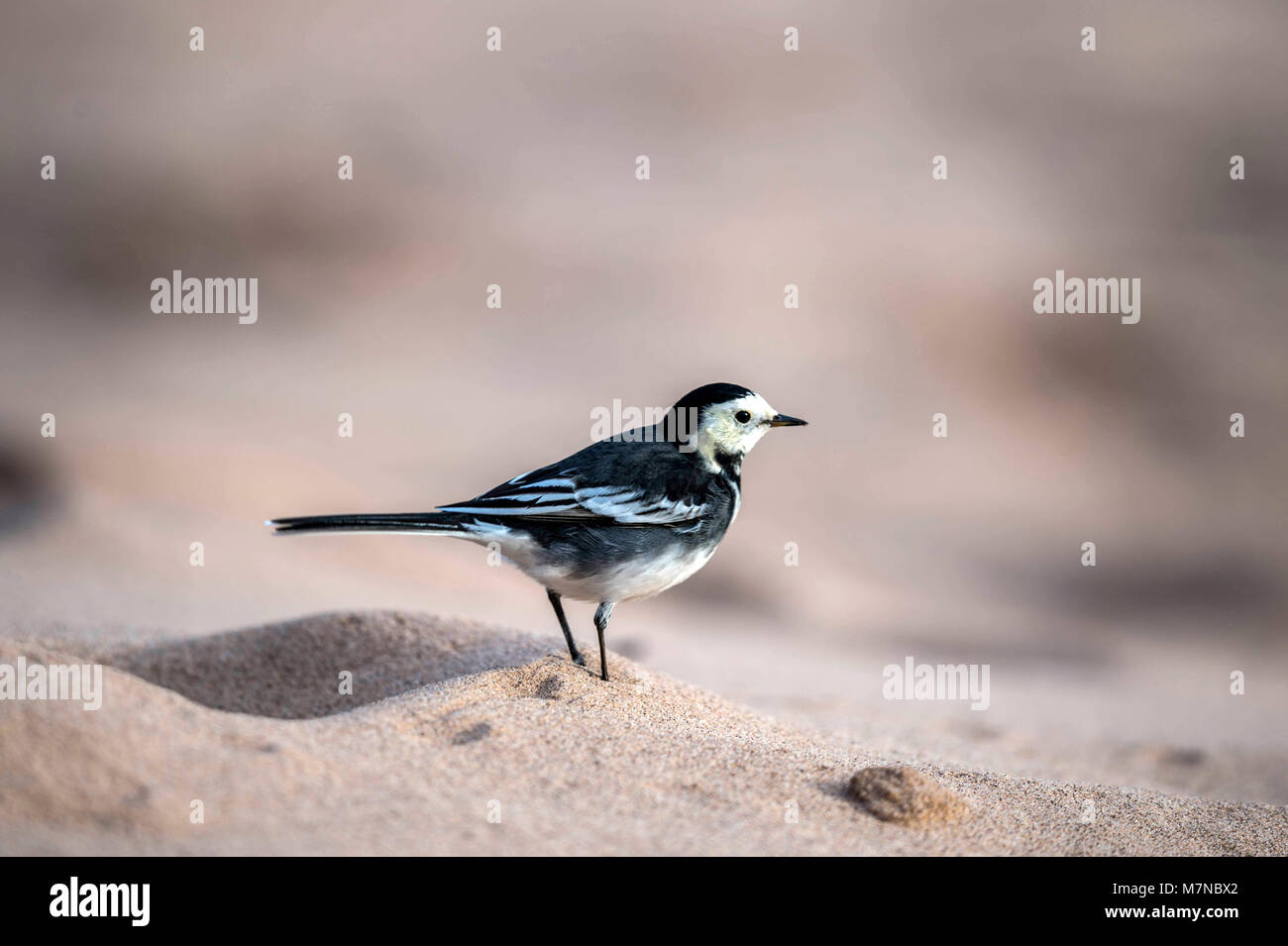 Pied Wagtail (Motacilla alba) on the beach portrait collection Stock Photo