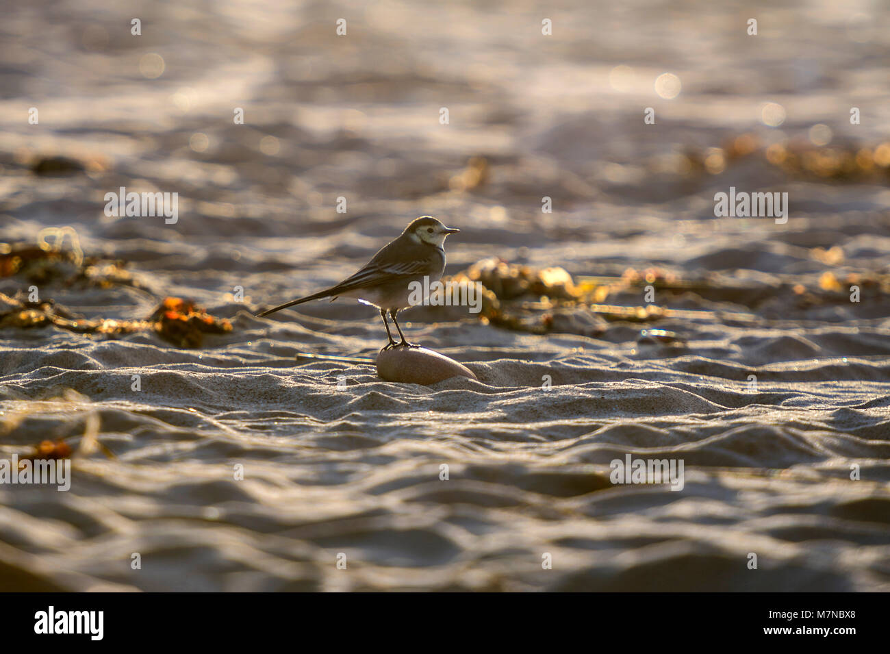 Pied Wagtail (Motacilla alba) on the beach portrait collection Stock Photo