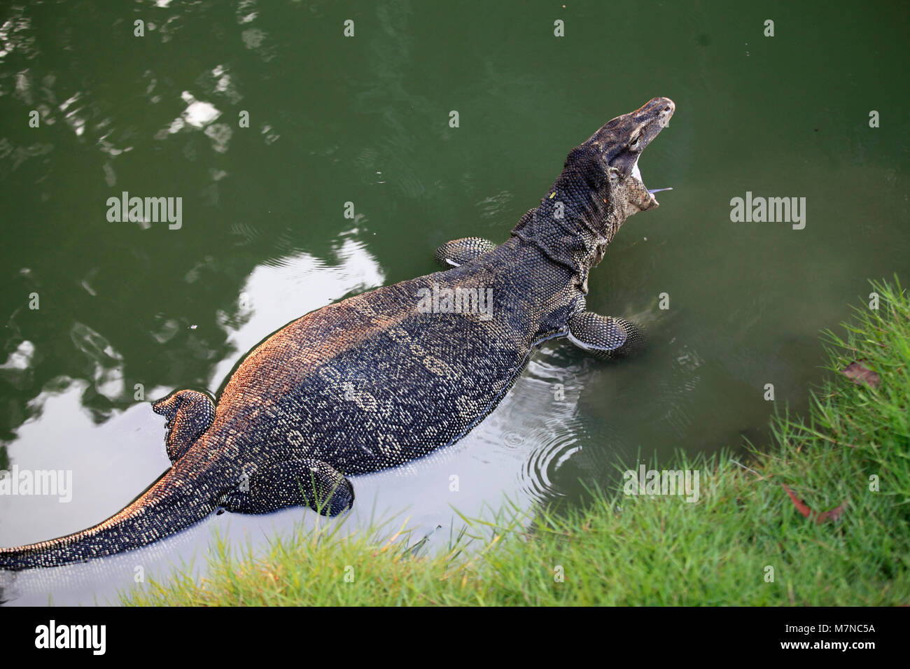Thailand, Bangkok,  Lumphini Park, water monitor lizard, varanus salvator, Stock Photo